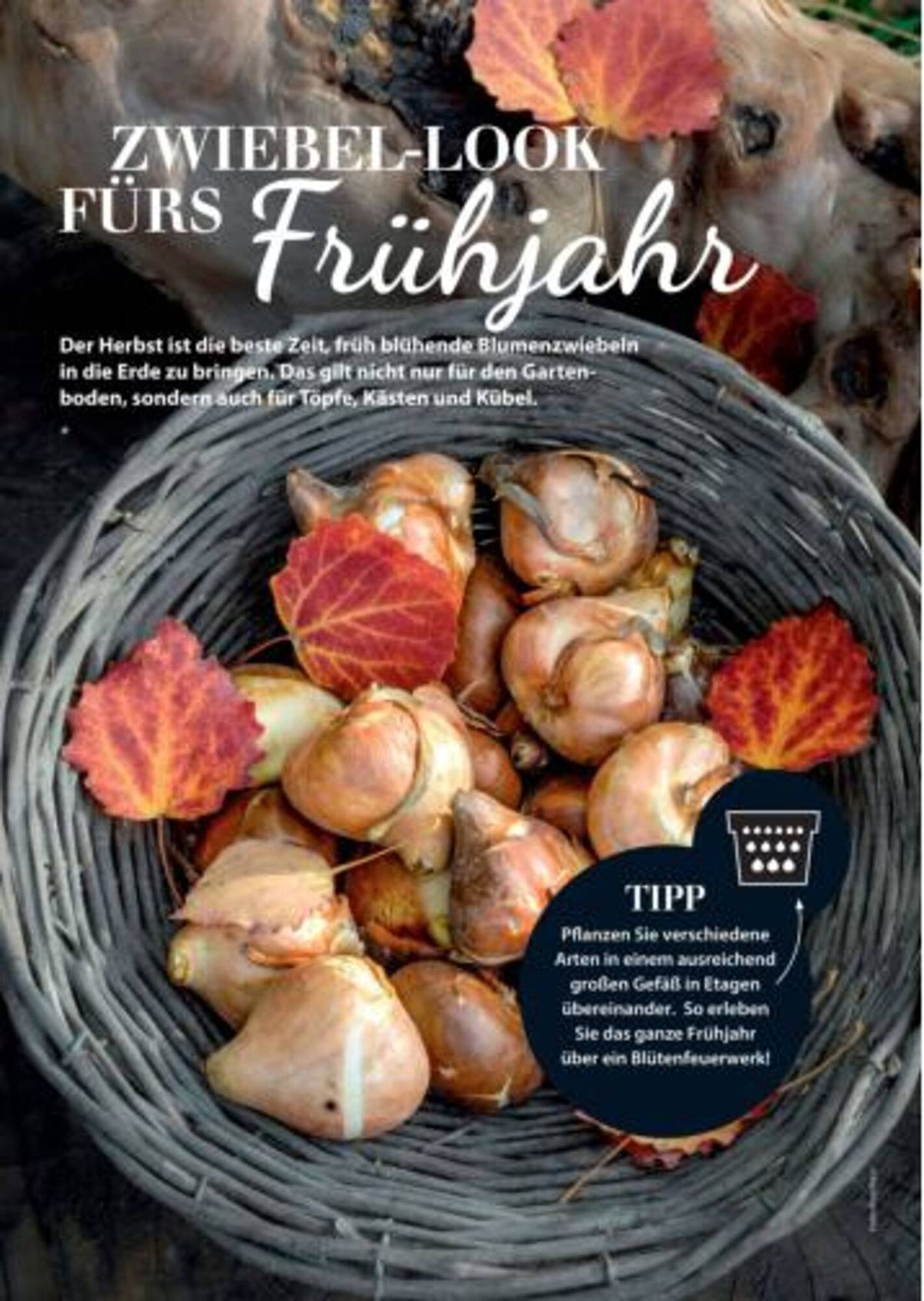 Dehner Flugblatt (2025-09-06 - 2025-09-19)