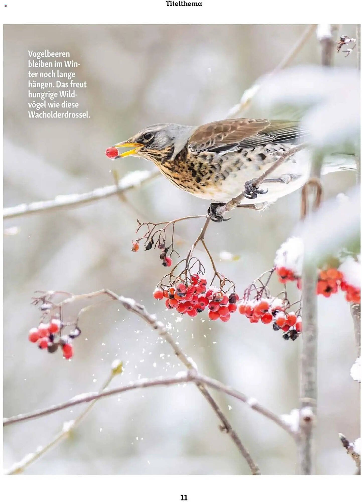 Fressnapf Flugblatt (2025-11-01 - 2025-12-31)