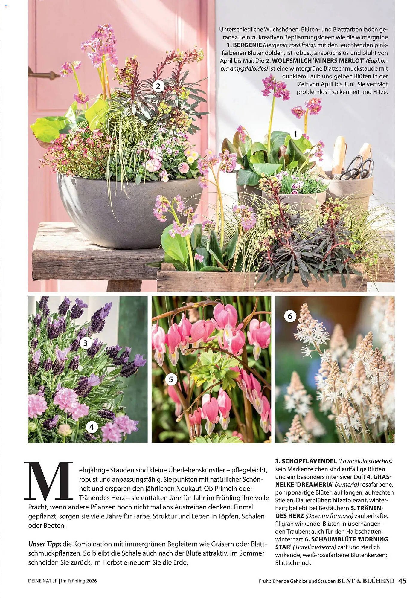 Dehner Flugblatt (2026-03-05 - 2026-05-31) | 45