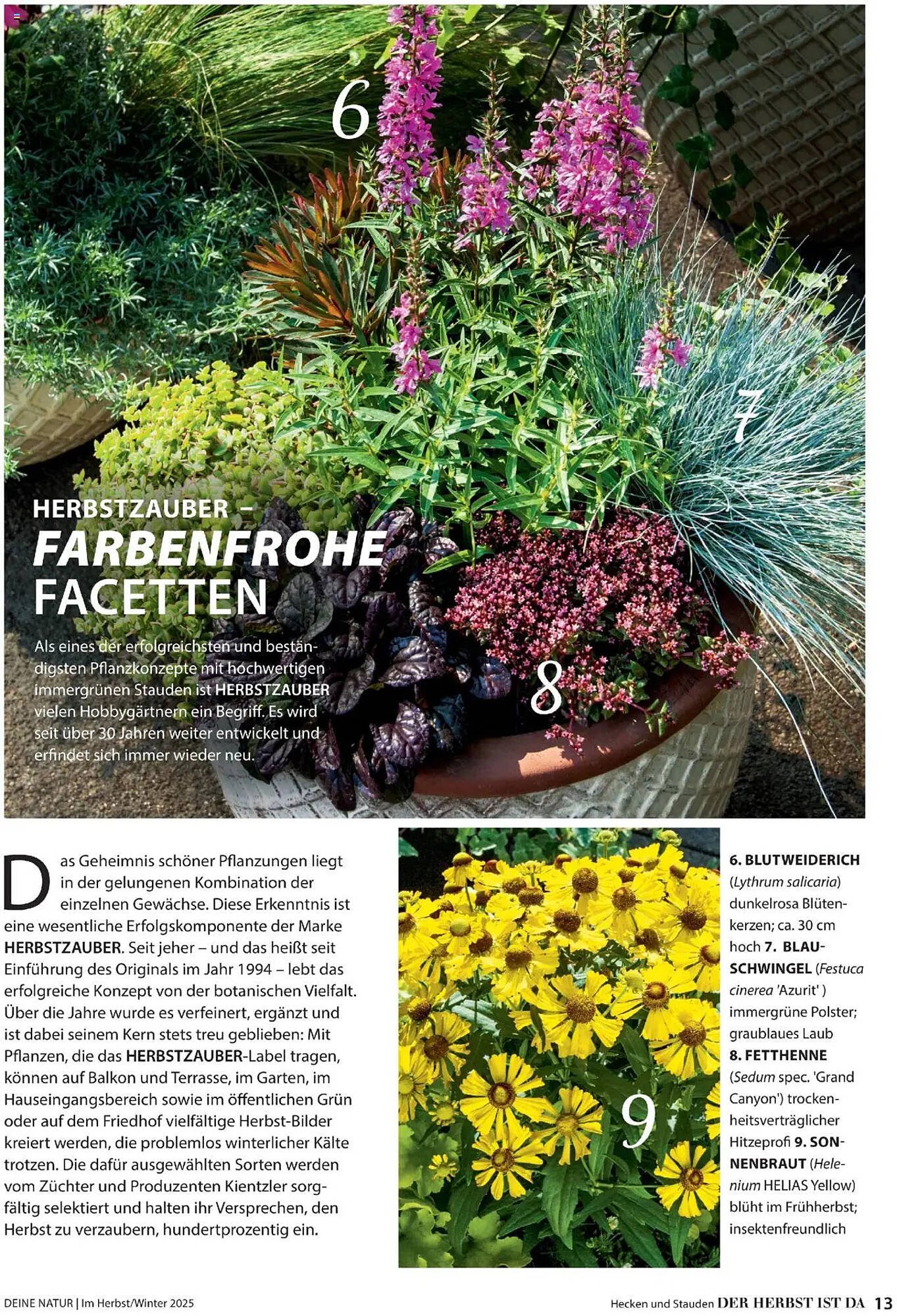Dehner Flugblatt (2025-10-10 - 2025-11-30)