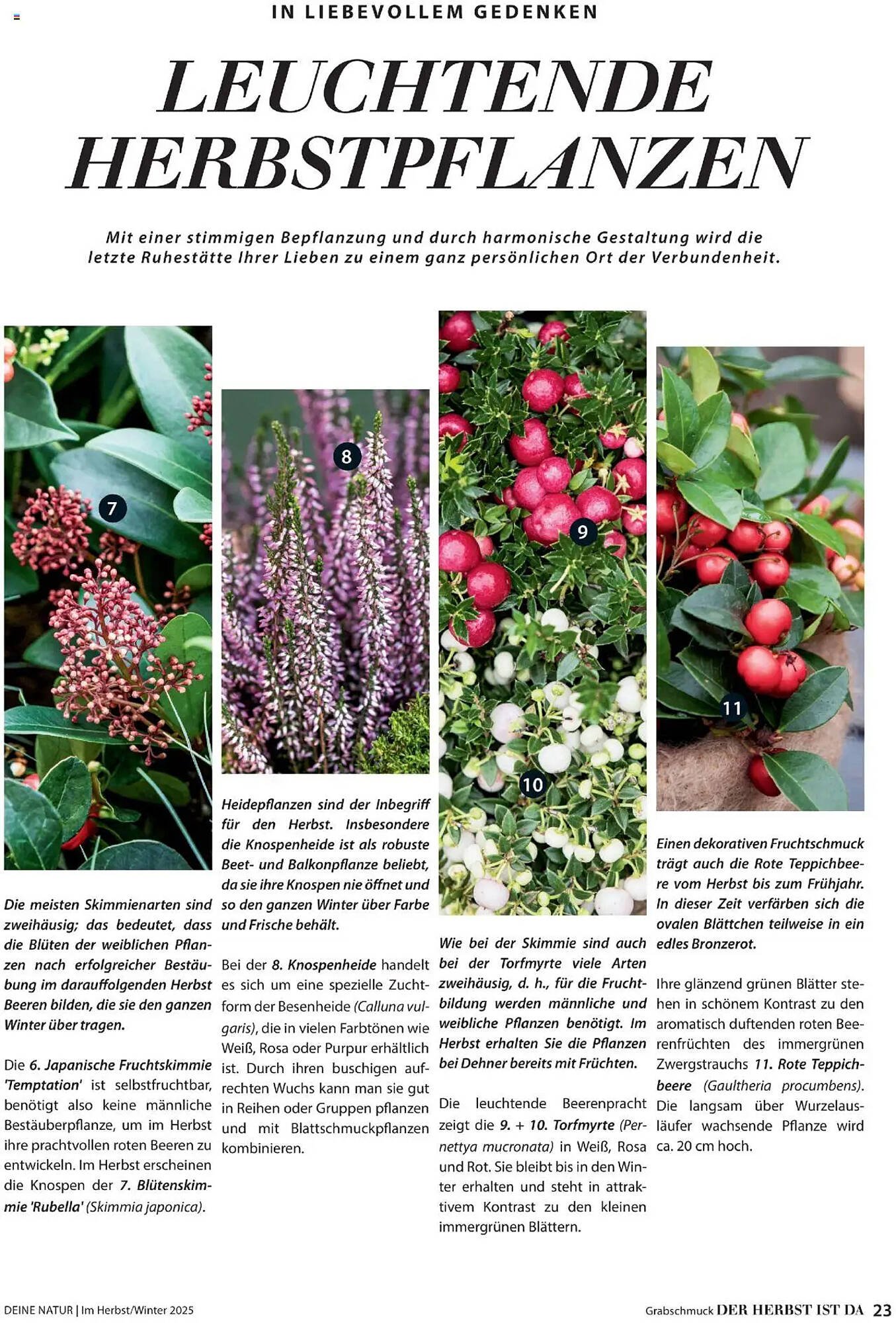 Dehner Flugblatt (2025-10-10 - 2025-11-30)