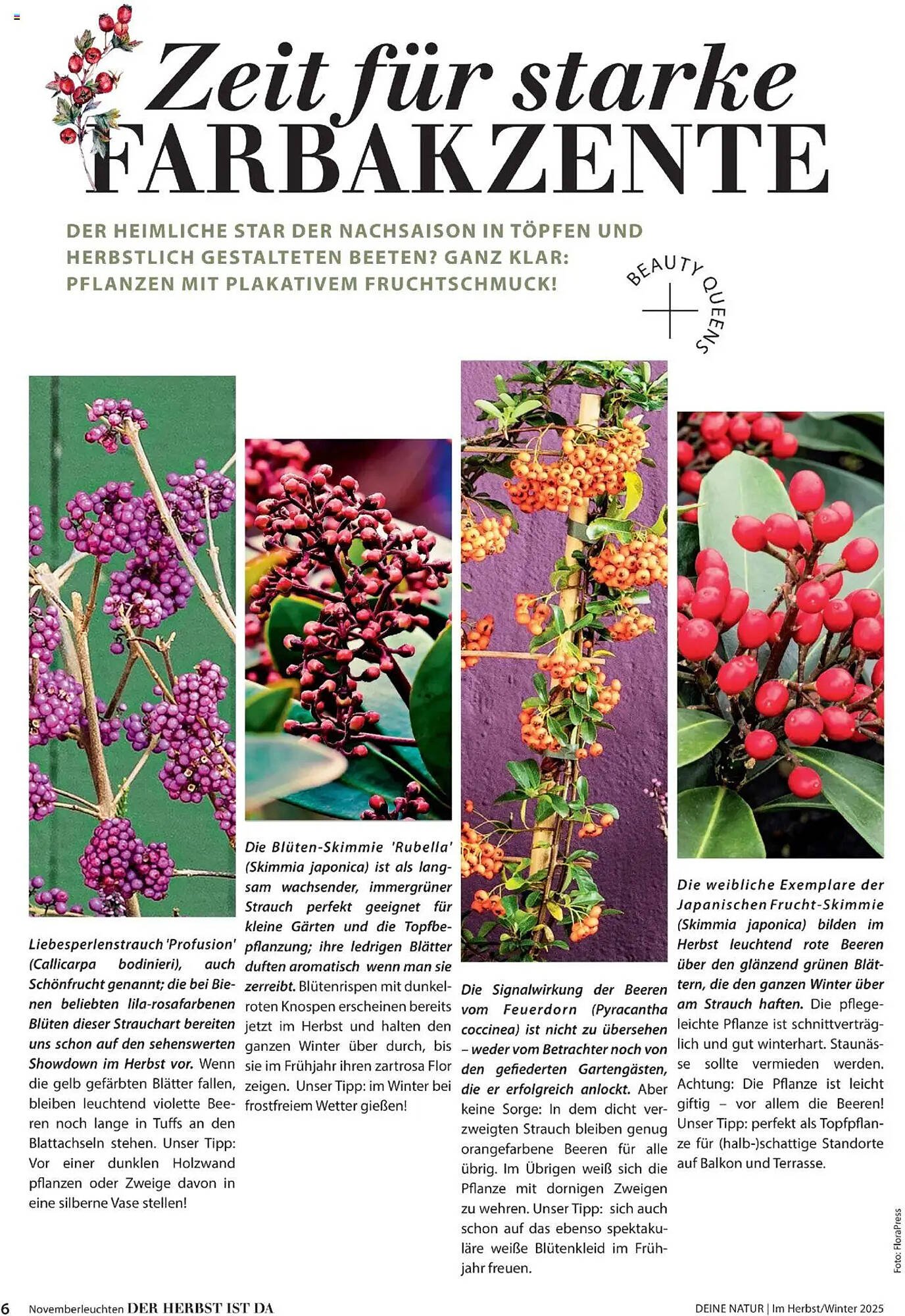Dehner Flugblatt (2025-10-10 - 2025-11-30)