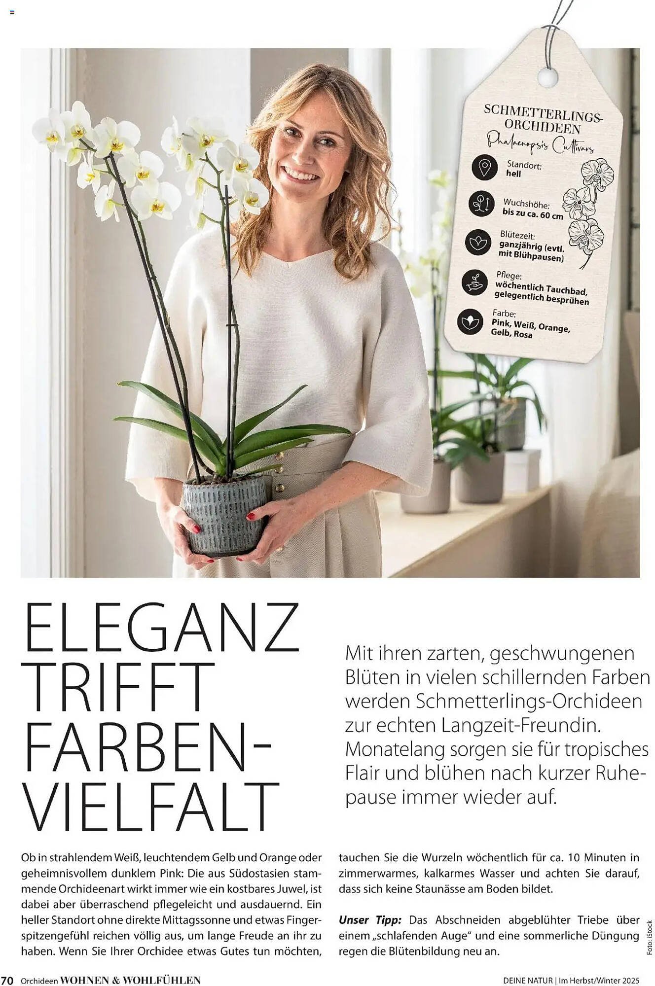 Dehner Flugblatt (2025-10-10 - 2025-11-30)