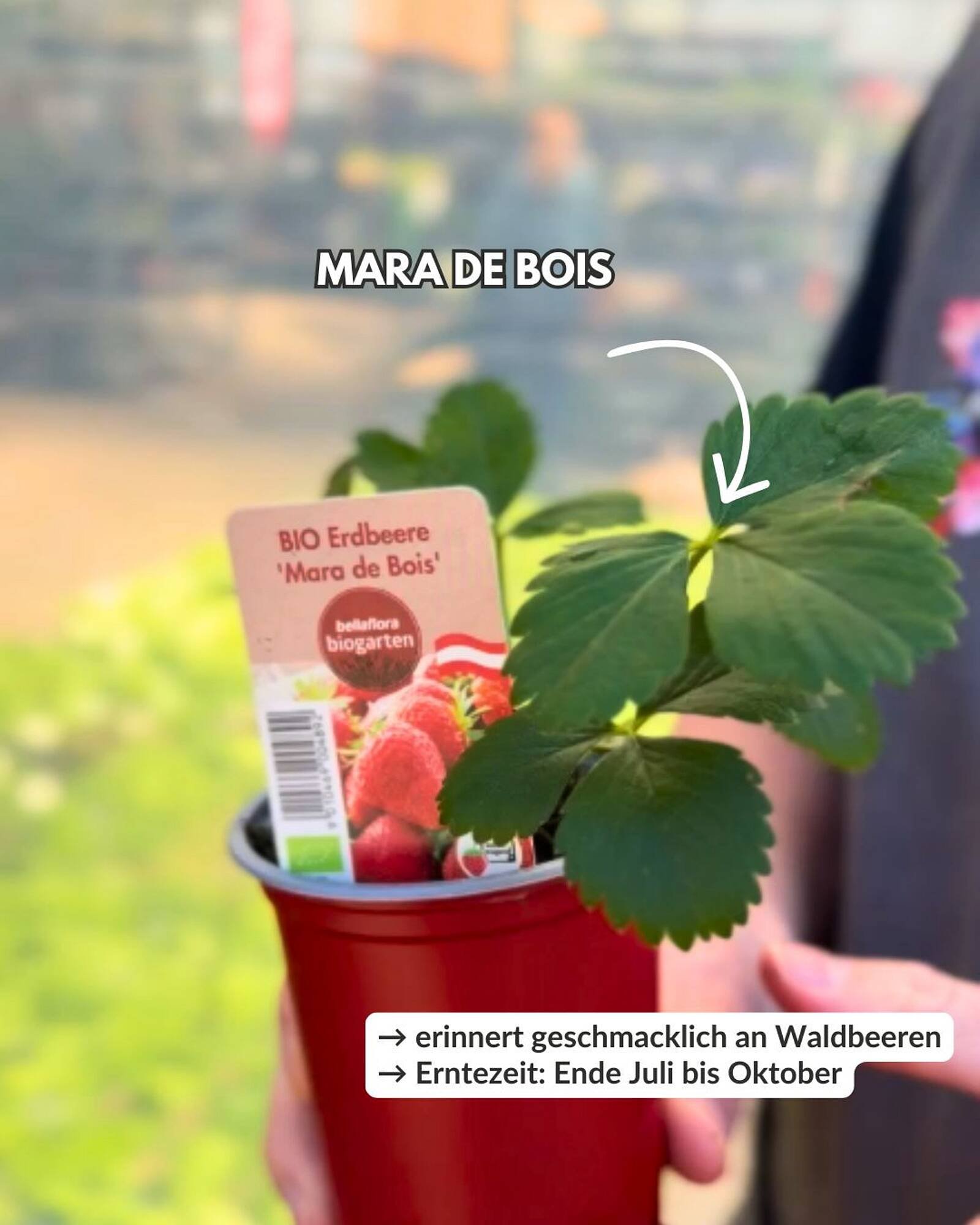 Bellaflora Flugblatt