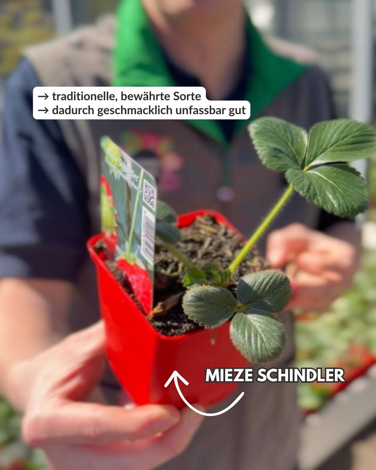 Bellaflora Flugblatt