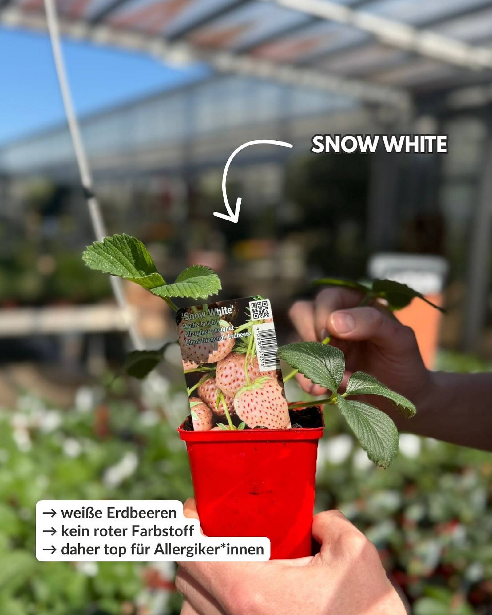 Bellaflora Flugblatt