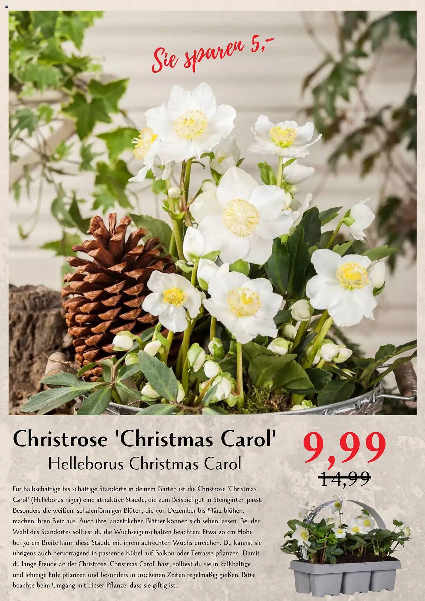 Bellaflora Flugblatt