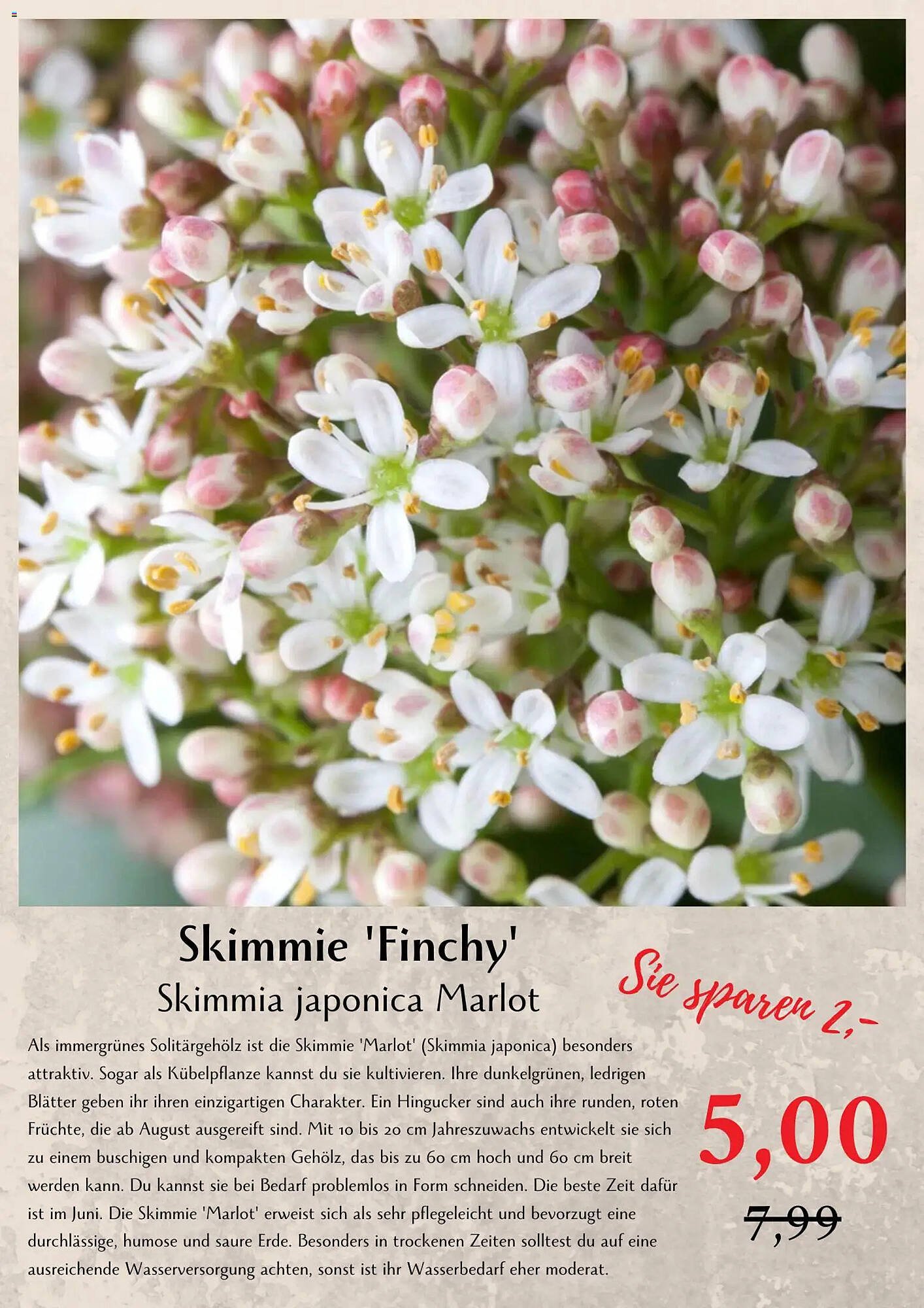 Bellaflora Flugblatt