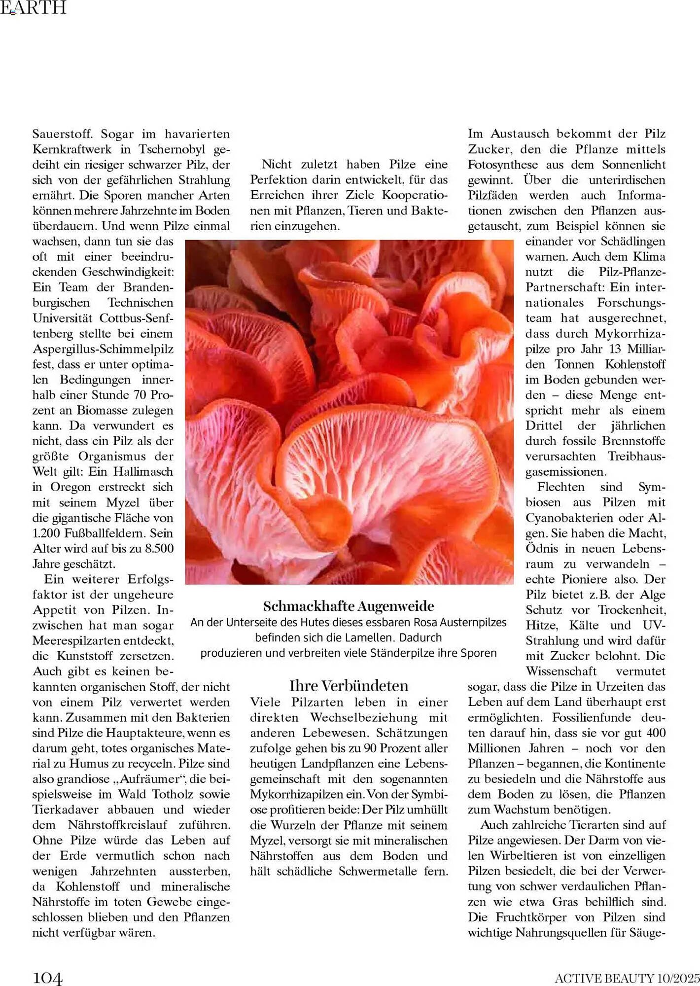 Dm Flugblatt (2025-10-01 - 2025-10-31)