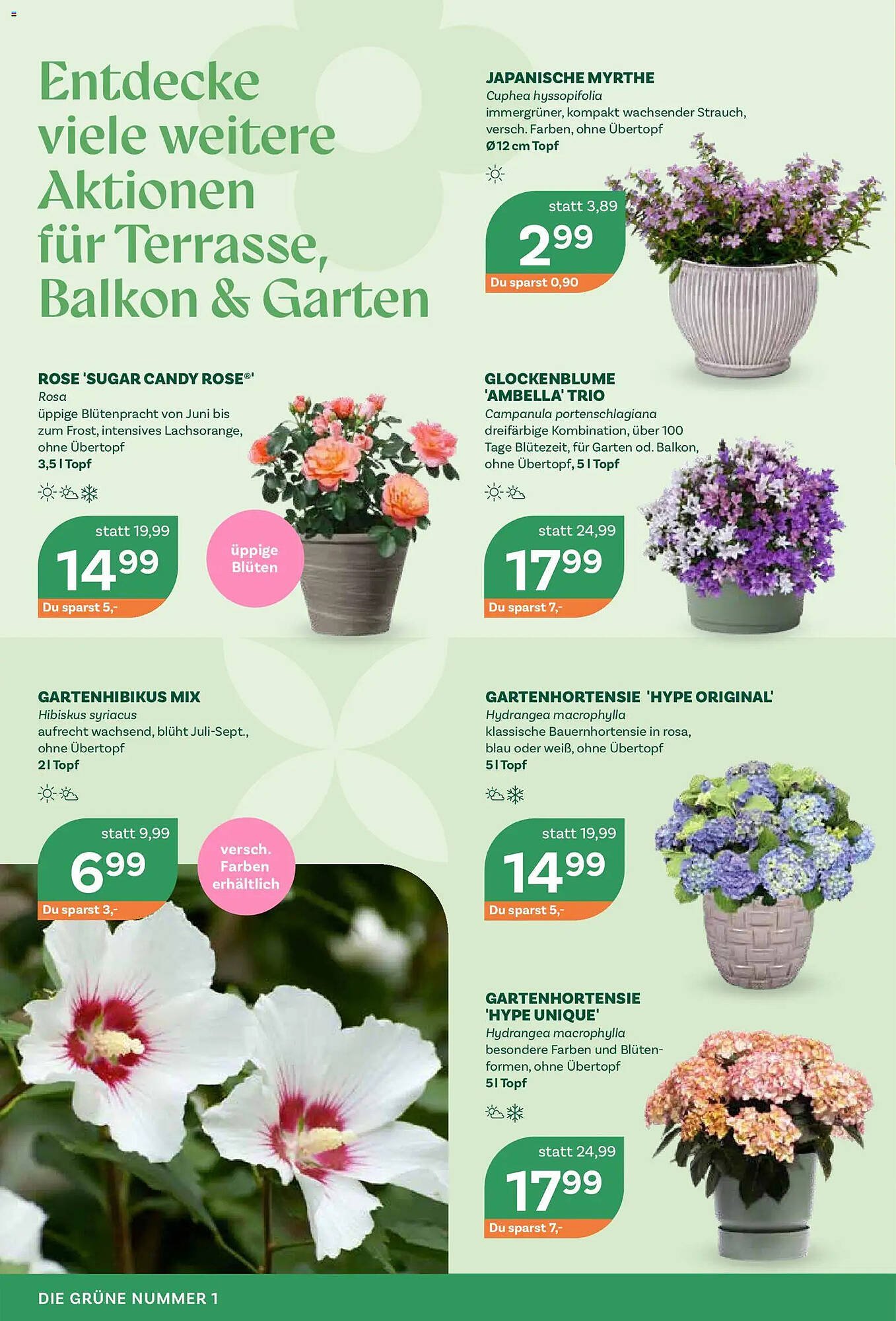 Bellaflora Flugblatt