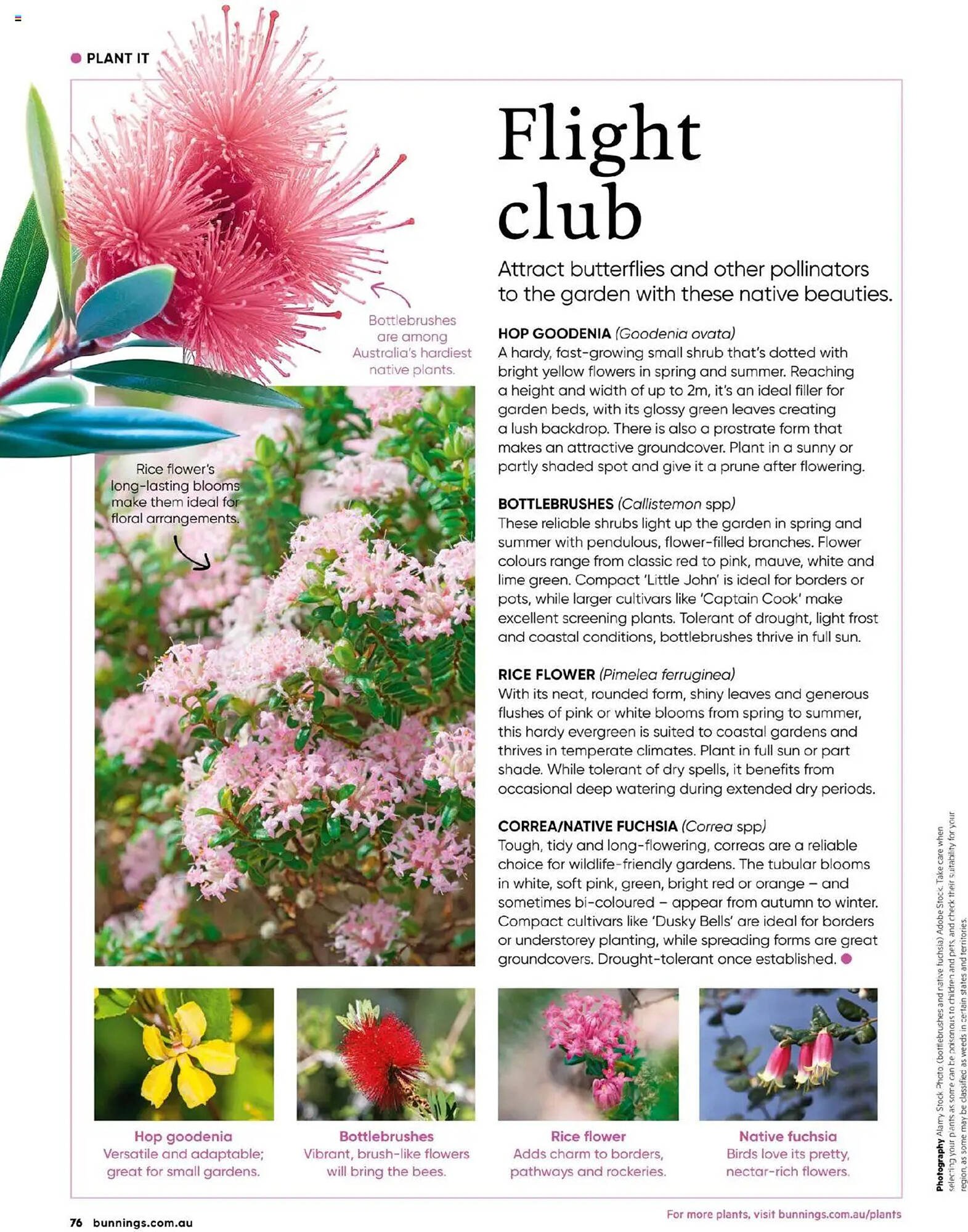 Bunnings catalogue (2025-09-30 - 2025-10-31) | 76