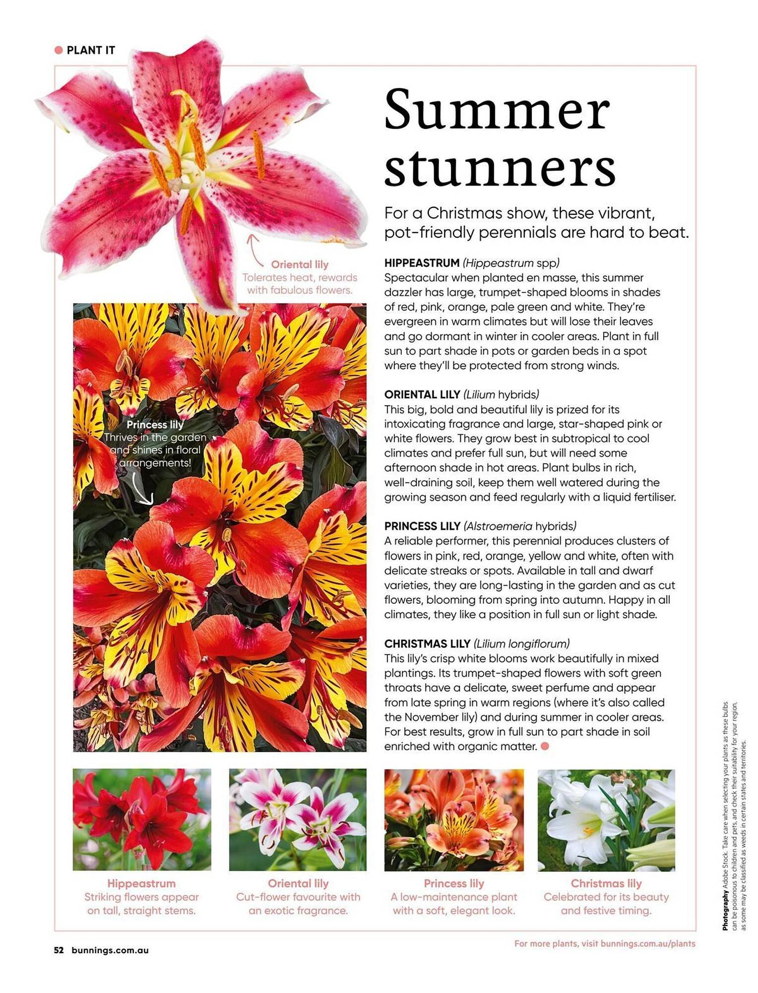 Bunnings catalogue (2025-12-01 - 2025-12-31) | 52