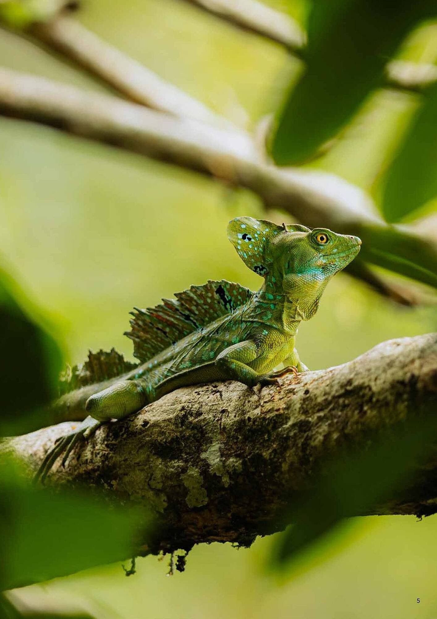 Flight Centre brochure (2025-10-22 - 2025-11-05) | 5