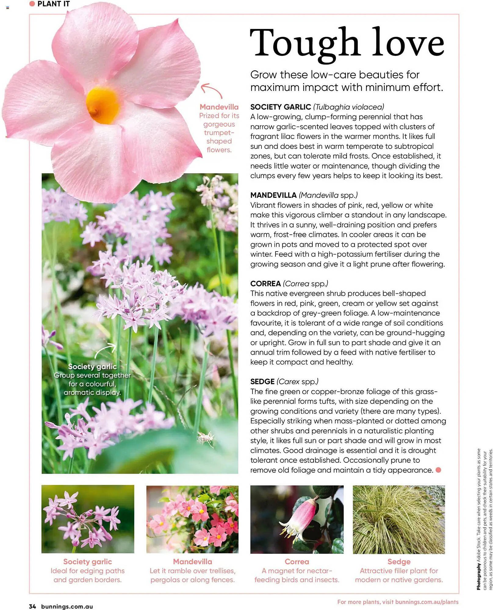 Bunnings catalogue (2026-01-31 - 2026-02-28) | 34