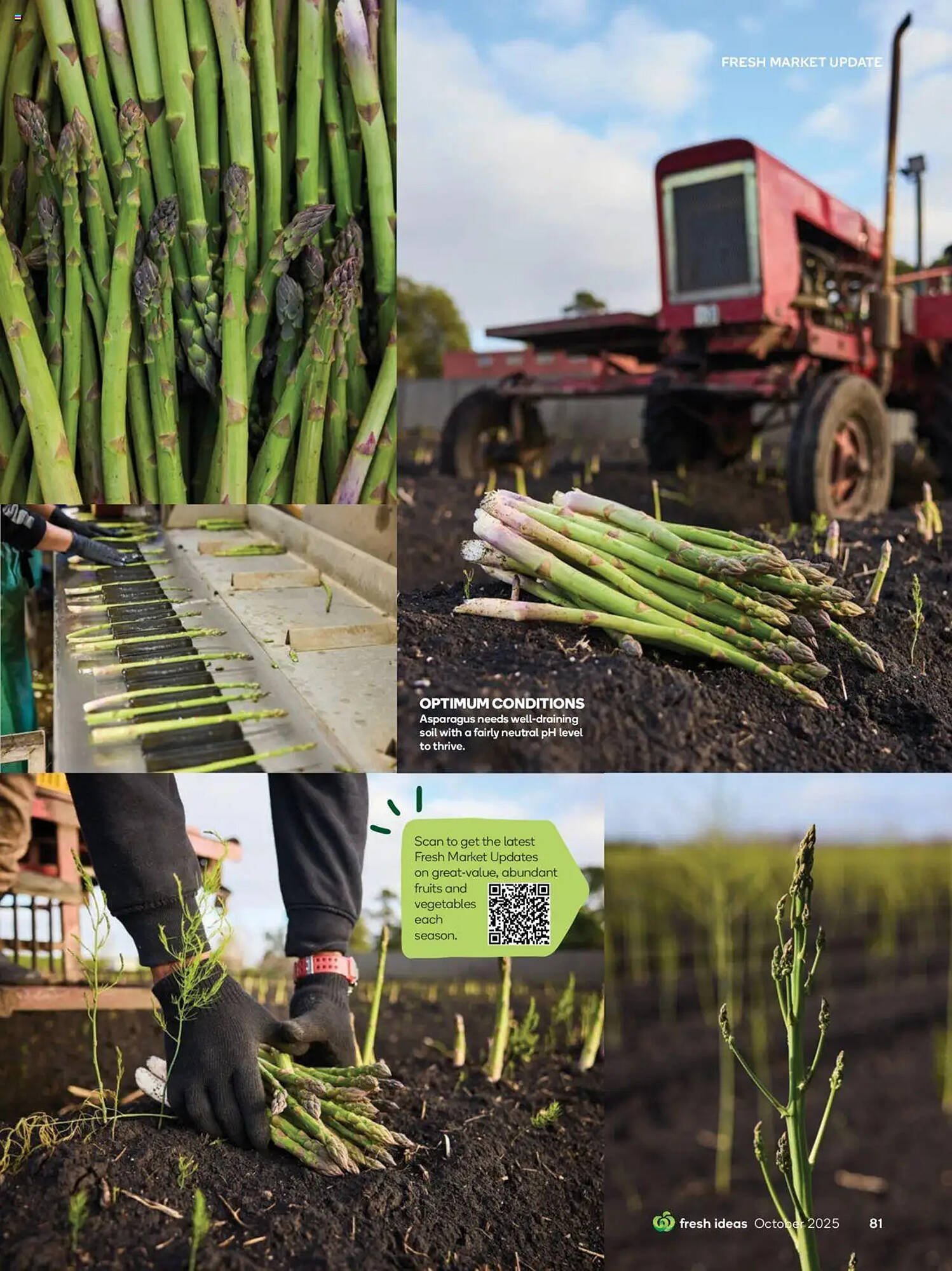 Woolworths catalogue (2025-09-30 - 2025-10-31) | 81