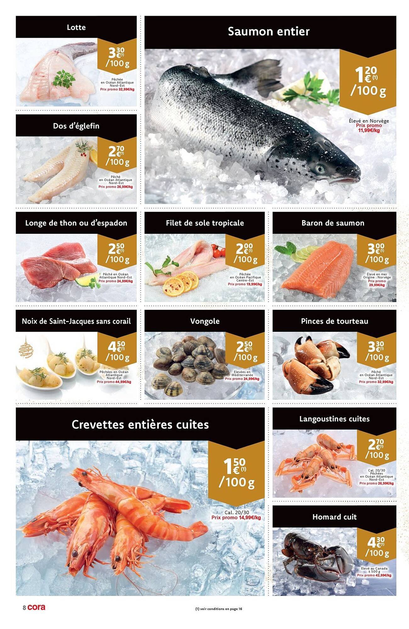 Cora folder (2025-12-16 - 2025-12-31)