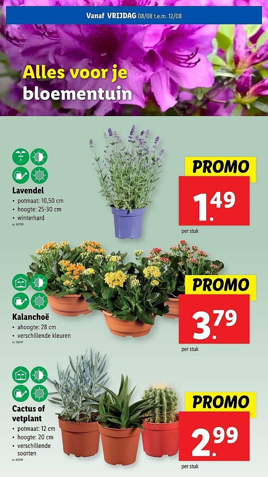 Lidl folder (2025-08-06 - 2025-08-12)