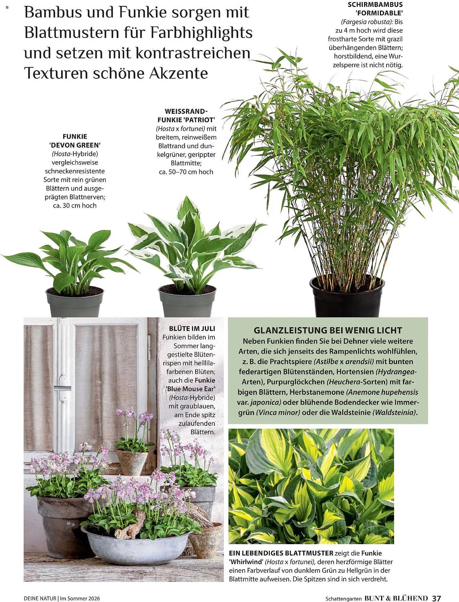 Dehner Prospekt (2026-04-17 - 2026-08-31)