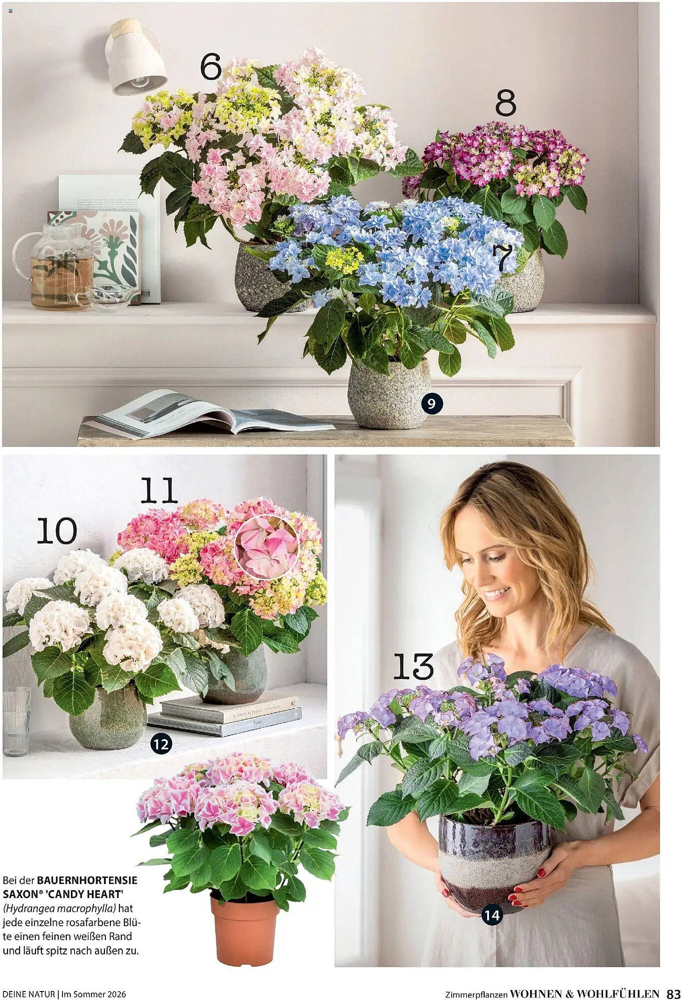 Dehner Prospekt (2026-04-17 - 2026-08-31)