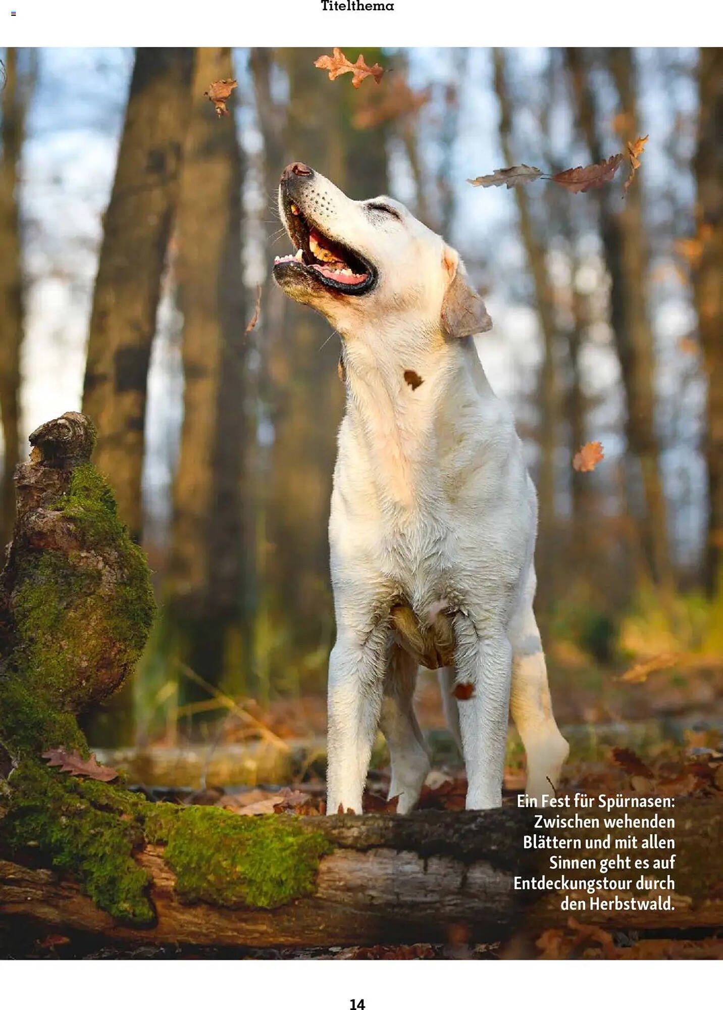 Fressnapf Magazin (2025-09-01 - 2025-10-31)