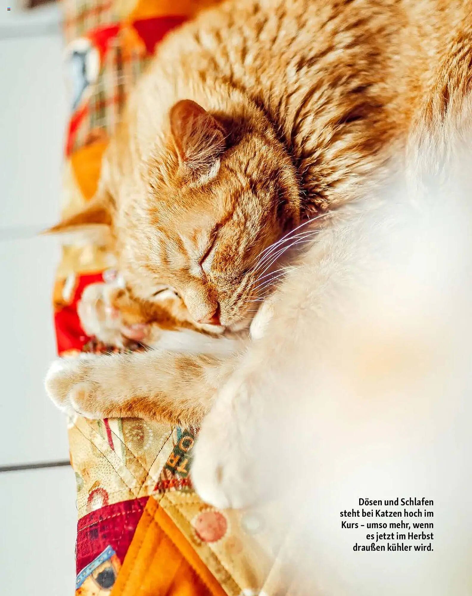 Fressnapf Magazin (2025-09-01 - 2025-10-31)