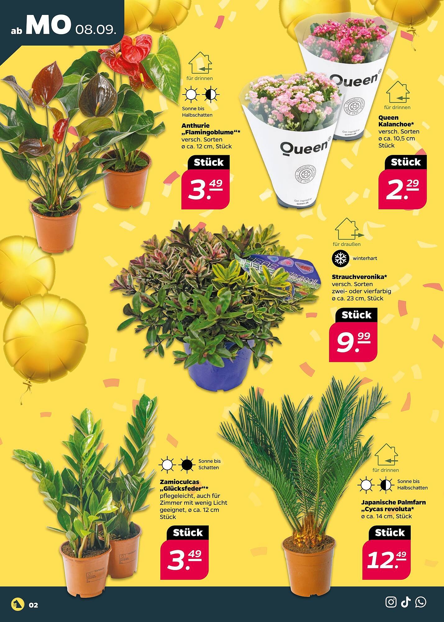 NETTO Prospekt (2025-09-08 - 2025-09-13) | 2