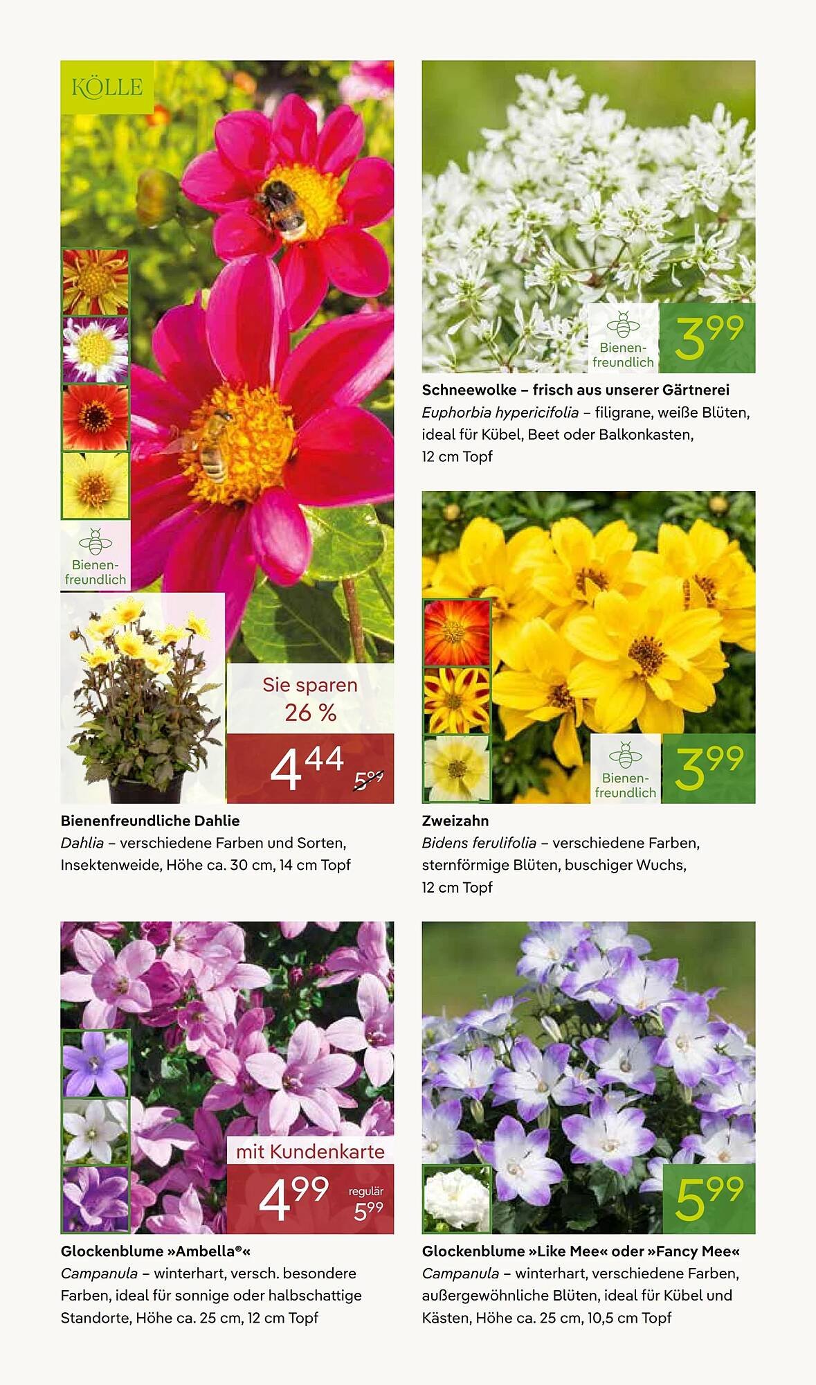 Pflanzen Kölle Prospekt