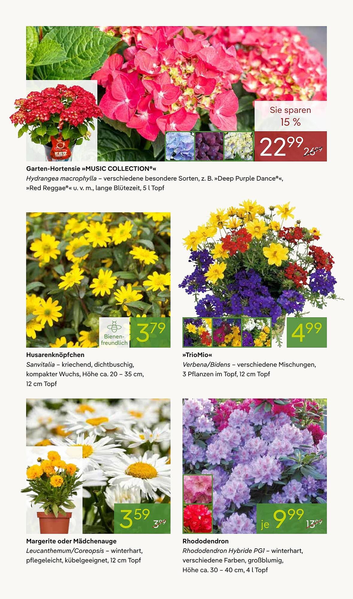 Pflanzen Kölle Prospekt