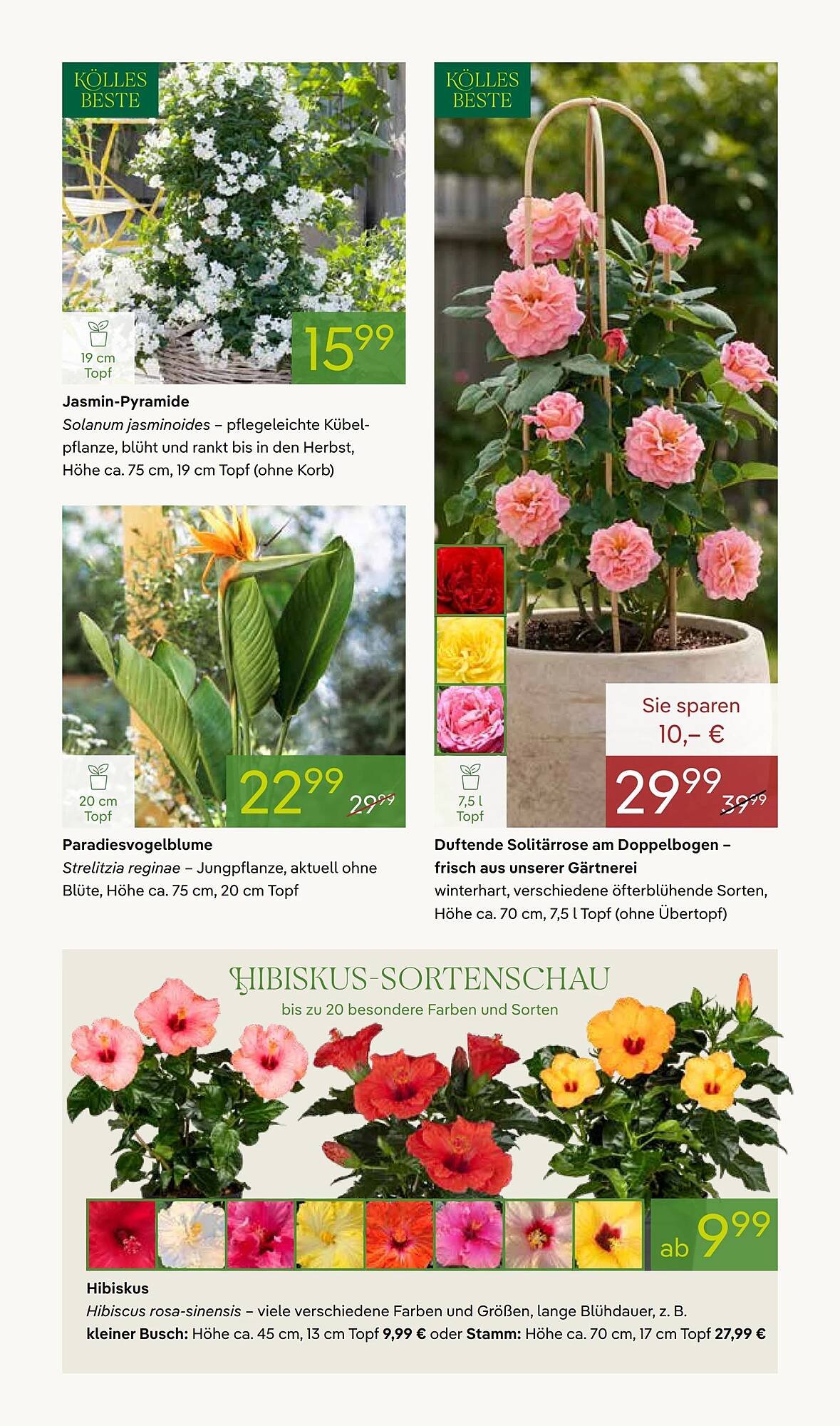Pflanzen Kölle Prospekt