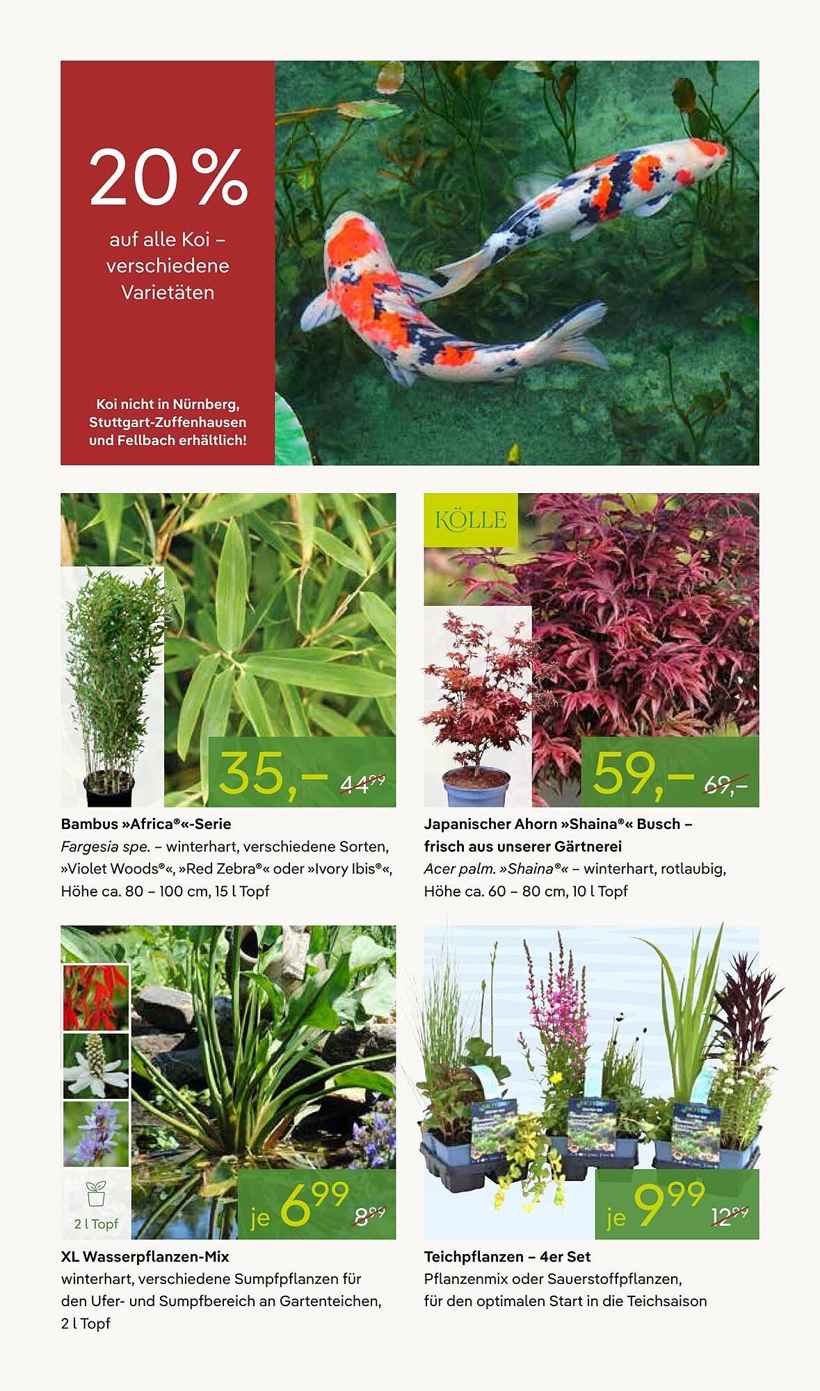 Pflanzen Kölle Prospekt