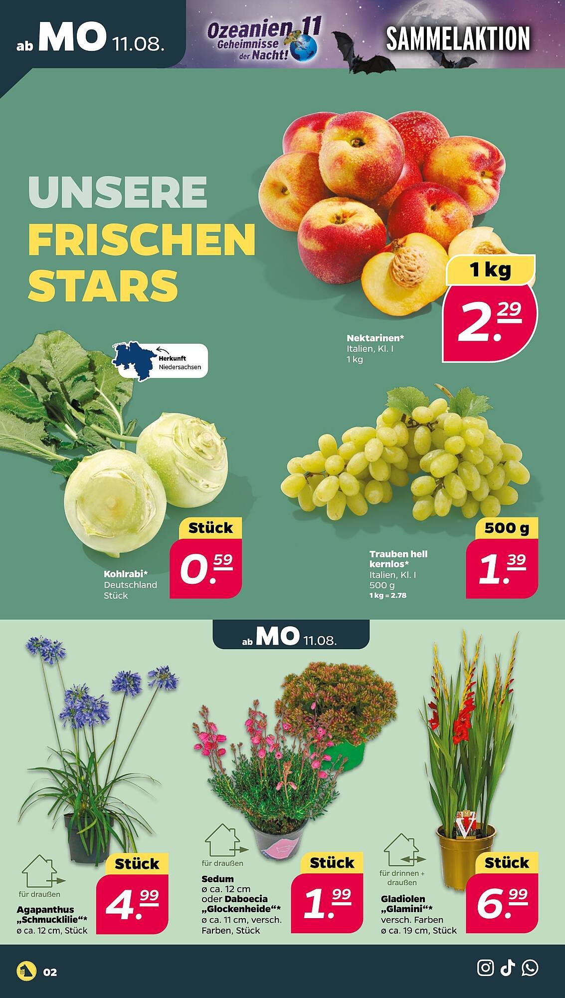 NETTO Prospekt (2025-08-11 - 2025-08-16) | 2