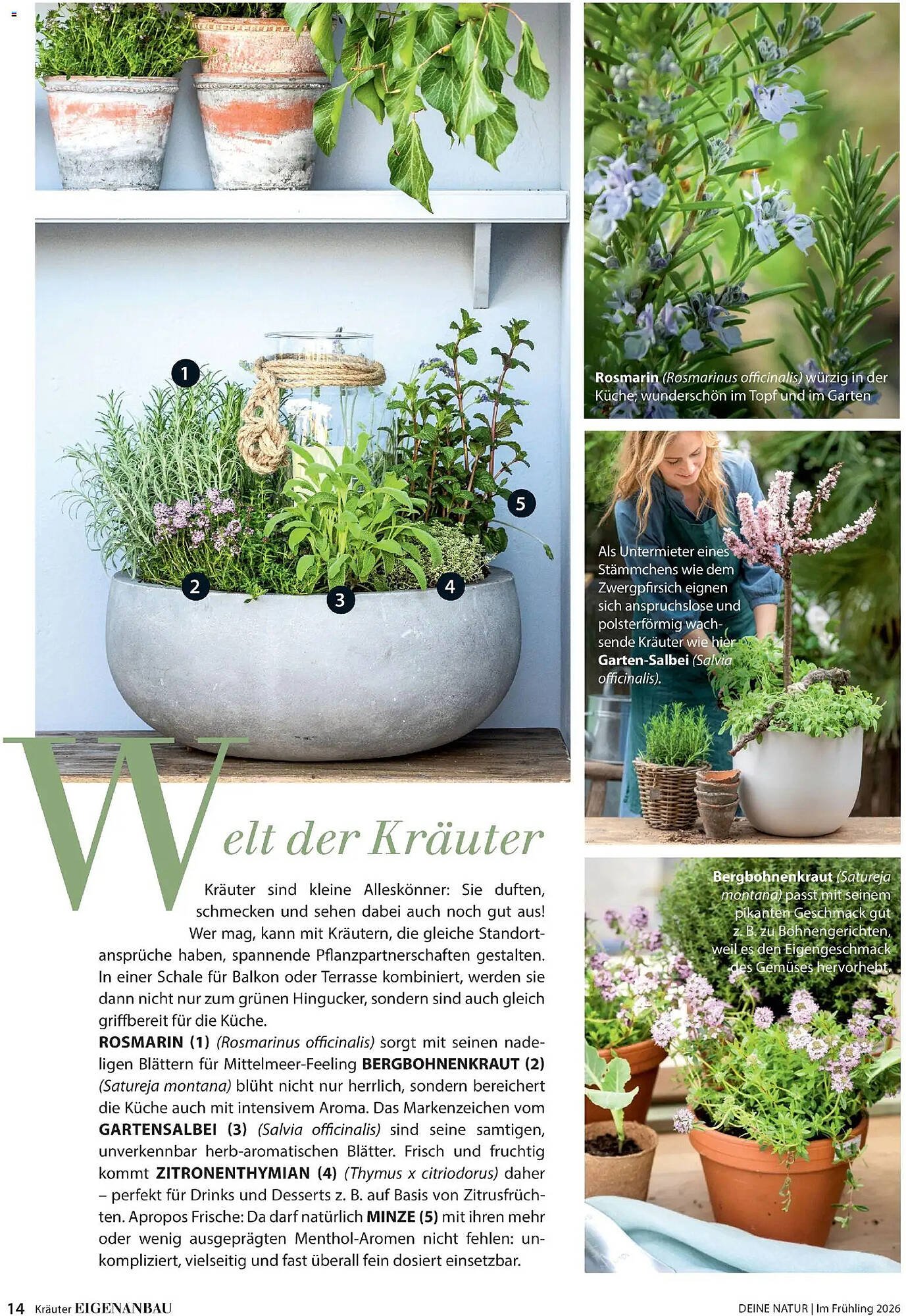 Dehner Prospekt (2026-03-04 - 2026-05-31)