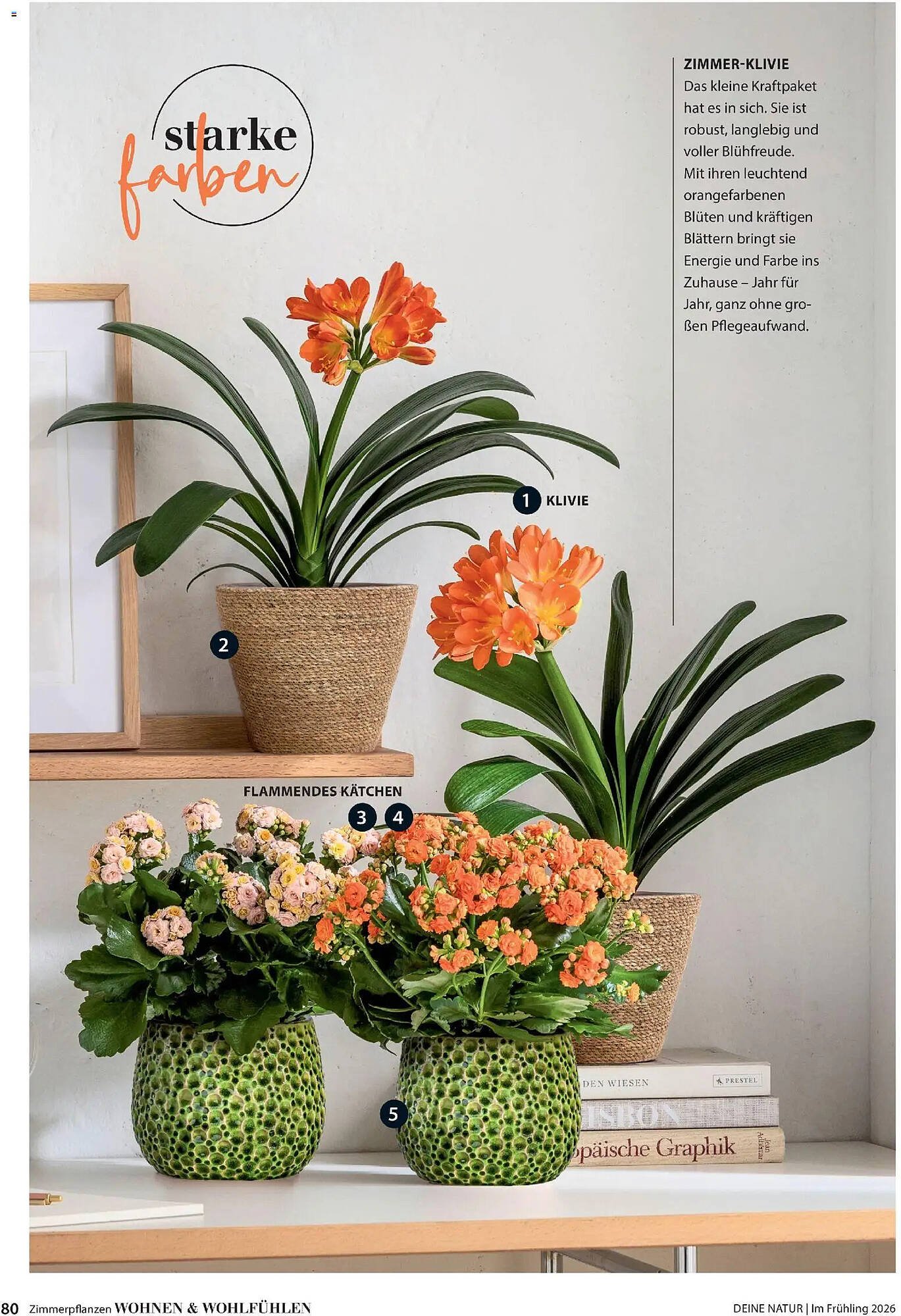 Dehner Prospekt (2026-03-04 - 2026-05-31)