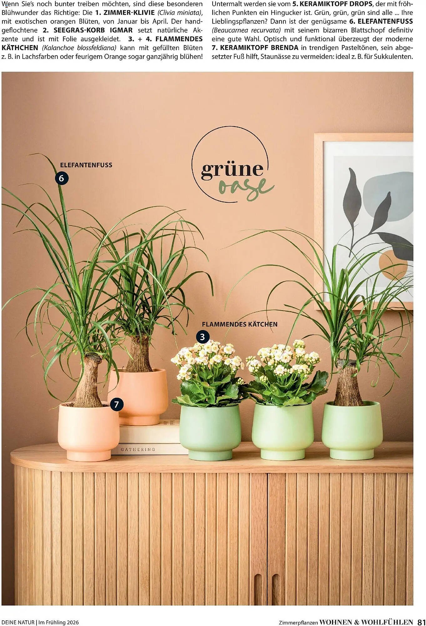 Dehner Prospekt (2026-03-04 - 2026-05-31)