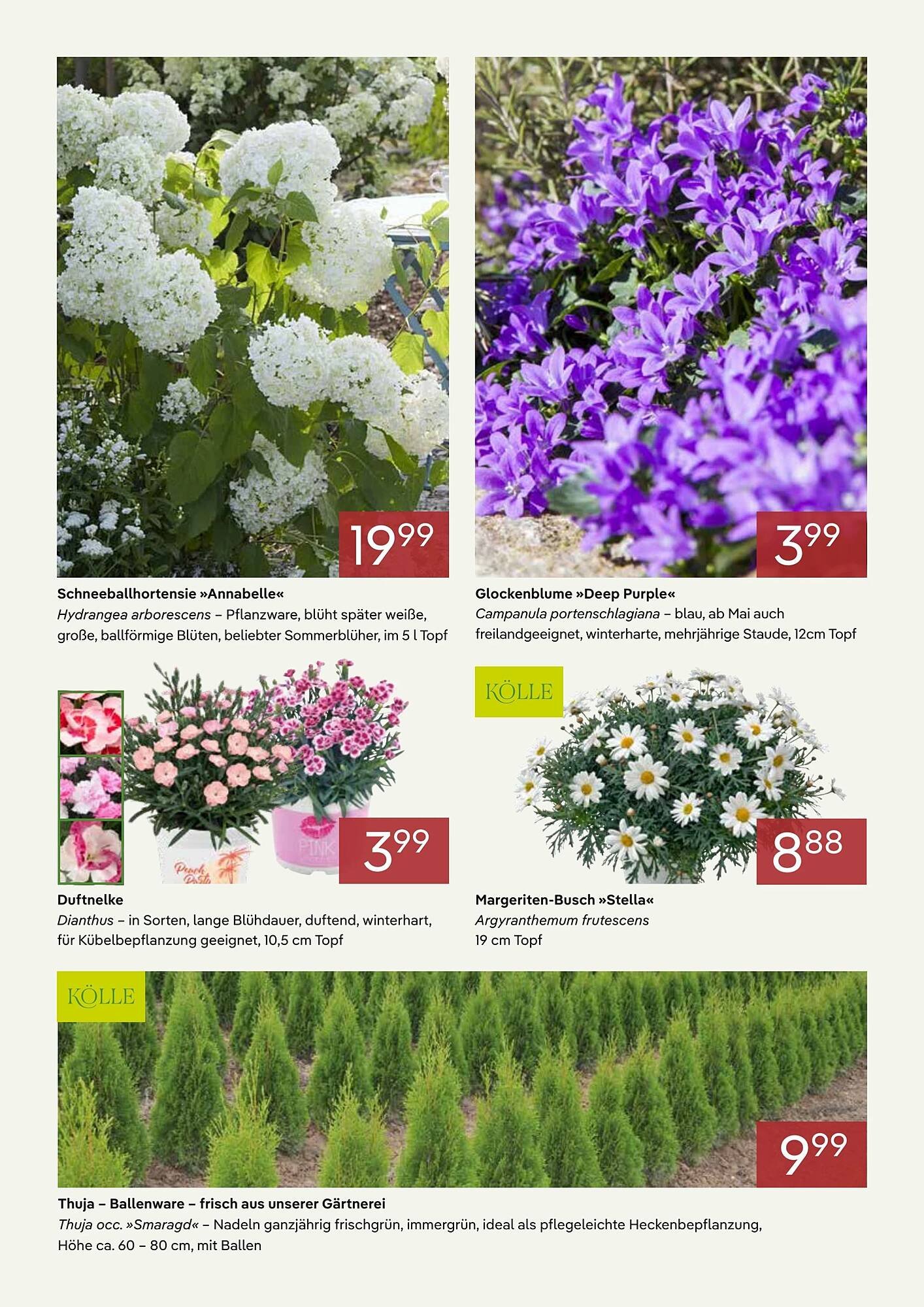 Pflanzen Kölle Prospekt