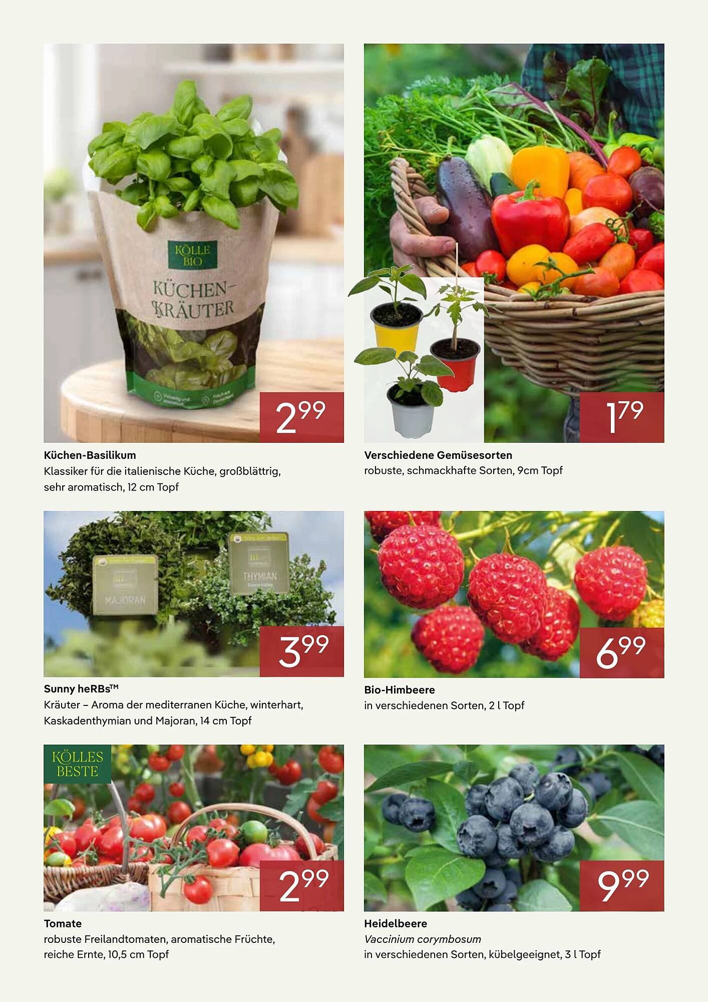 Pflanzen Kölle Prospekt