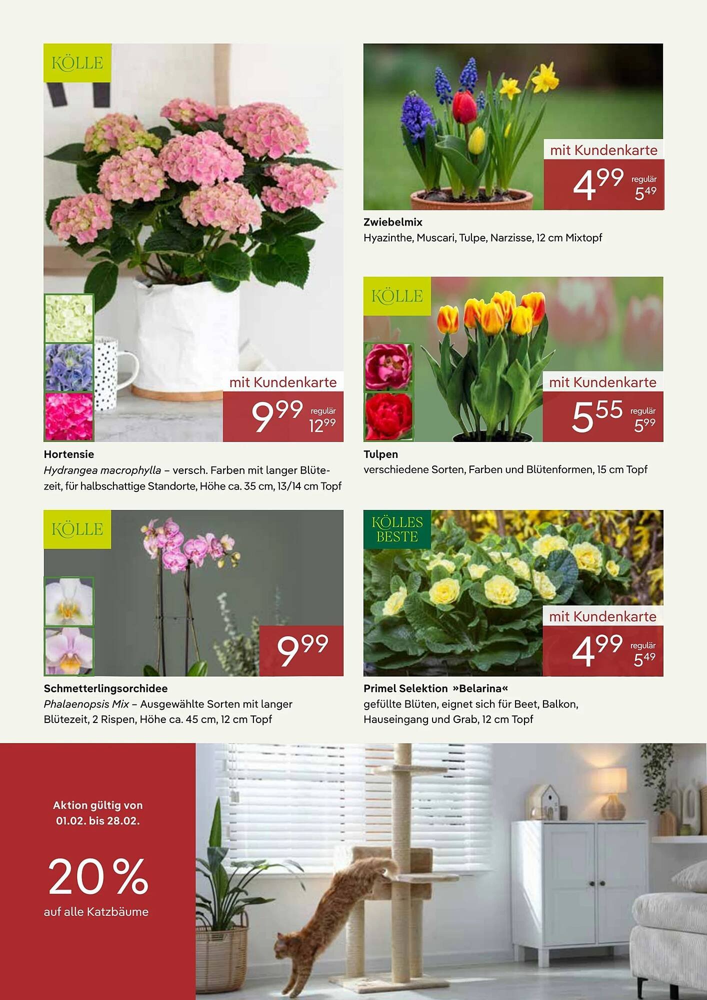 Pflanzen Kölle Prospekt (2026-02-01 - 2026-03-01)