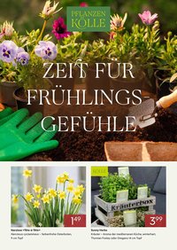 Pflanzen Kölle Prospekt (2026-02-01 - 2026-03-01)