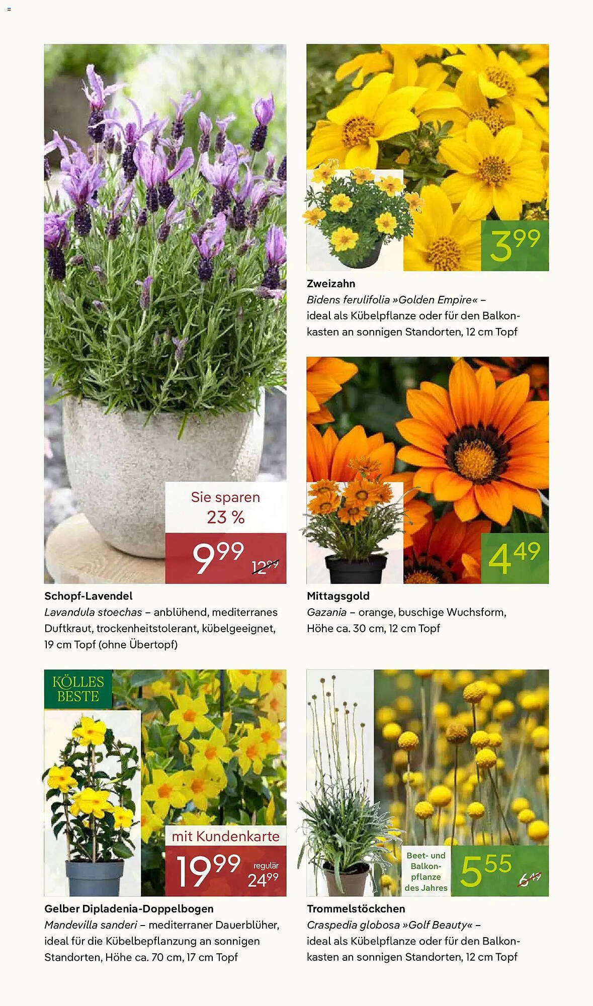 Pflanzen Kölle Prospekt