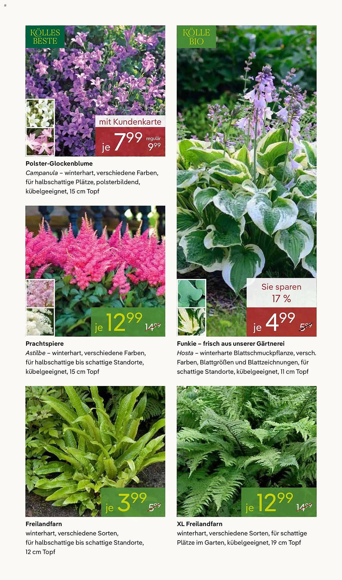 Pflanzen Kölle Prospekt