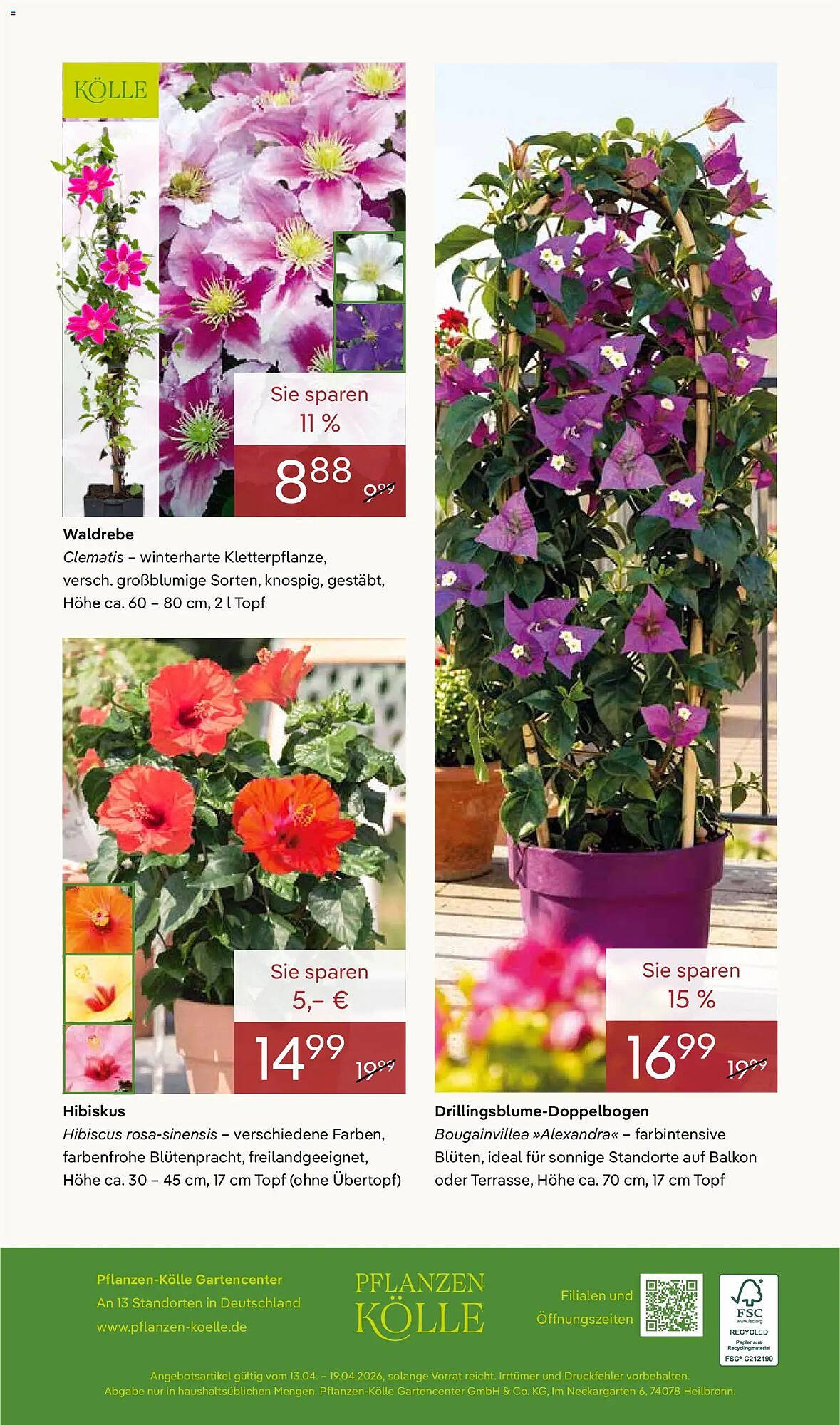 Pflanzen Kölle Prospekt
