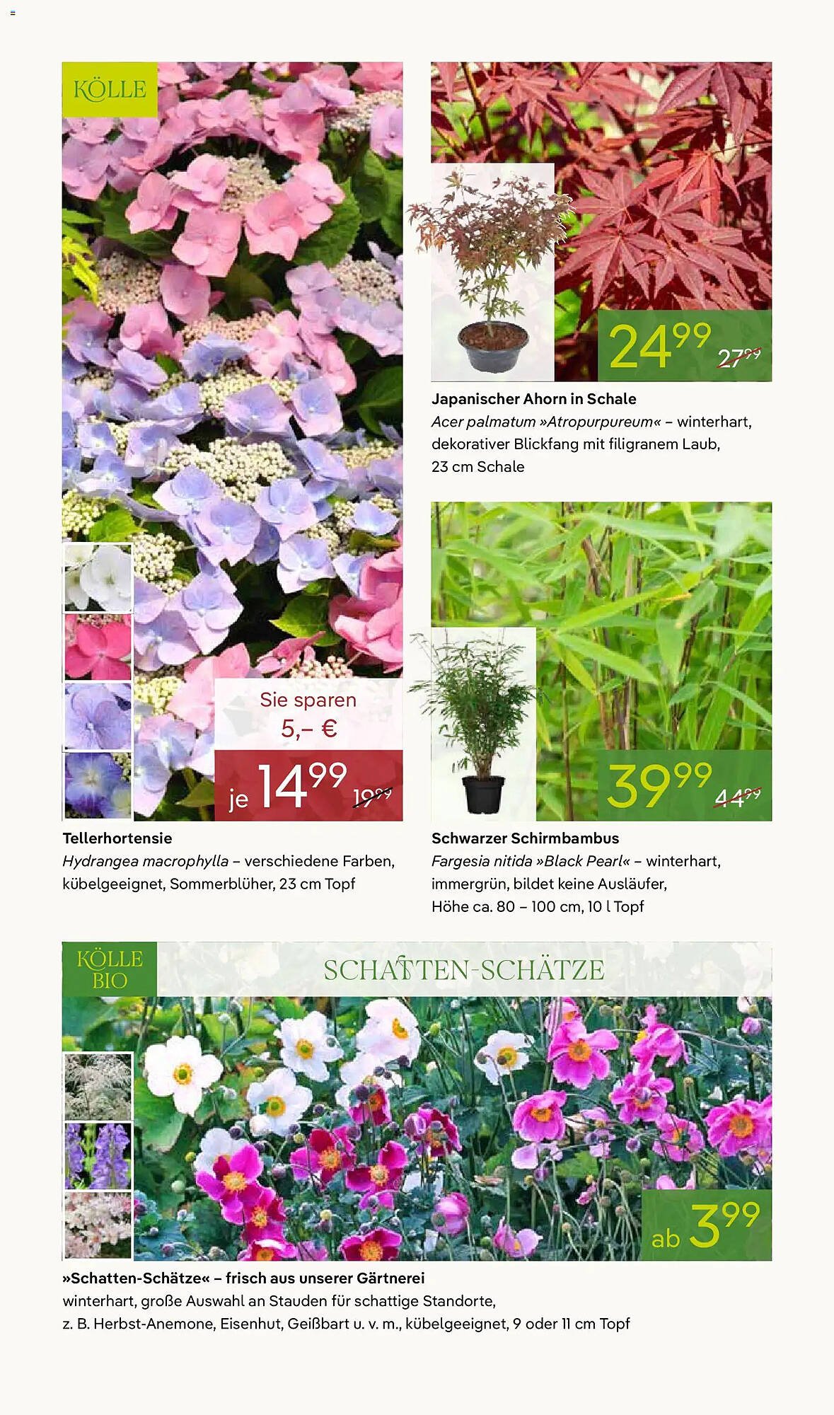 Pflanzen Kölle Prospekt
