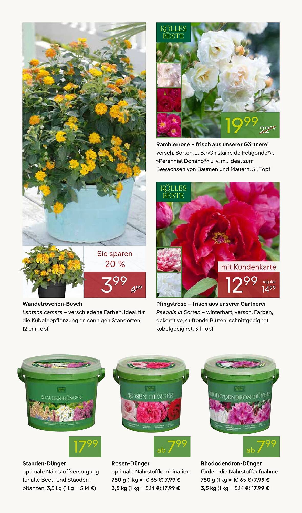 Pflanzen Kölle Prospekt