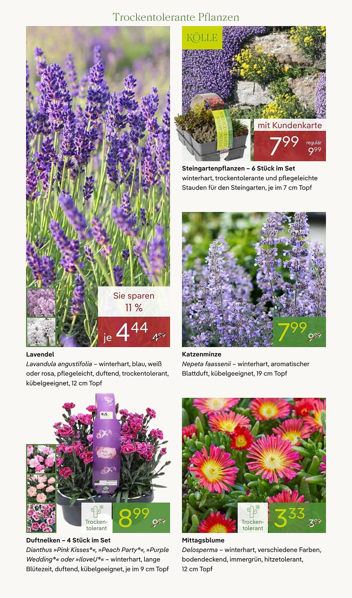 Pflanzen Kölle Prospekt
