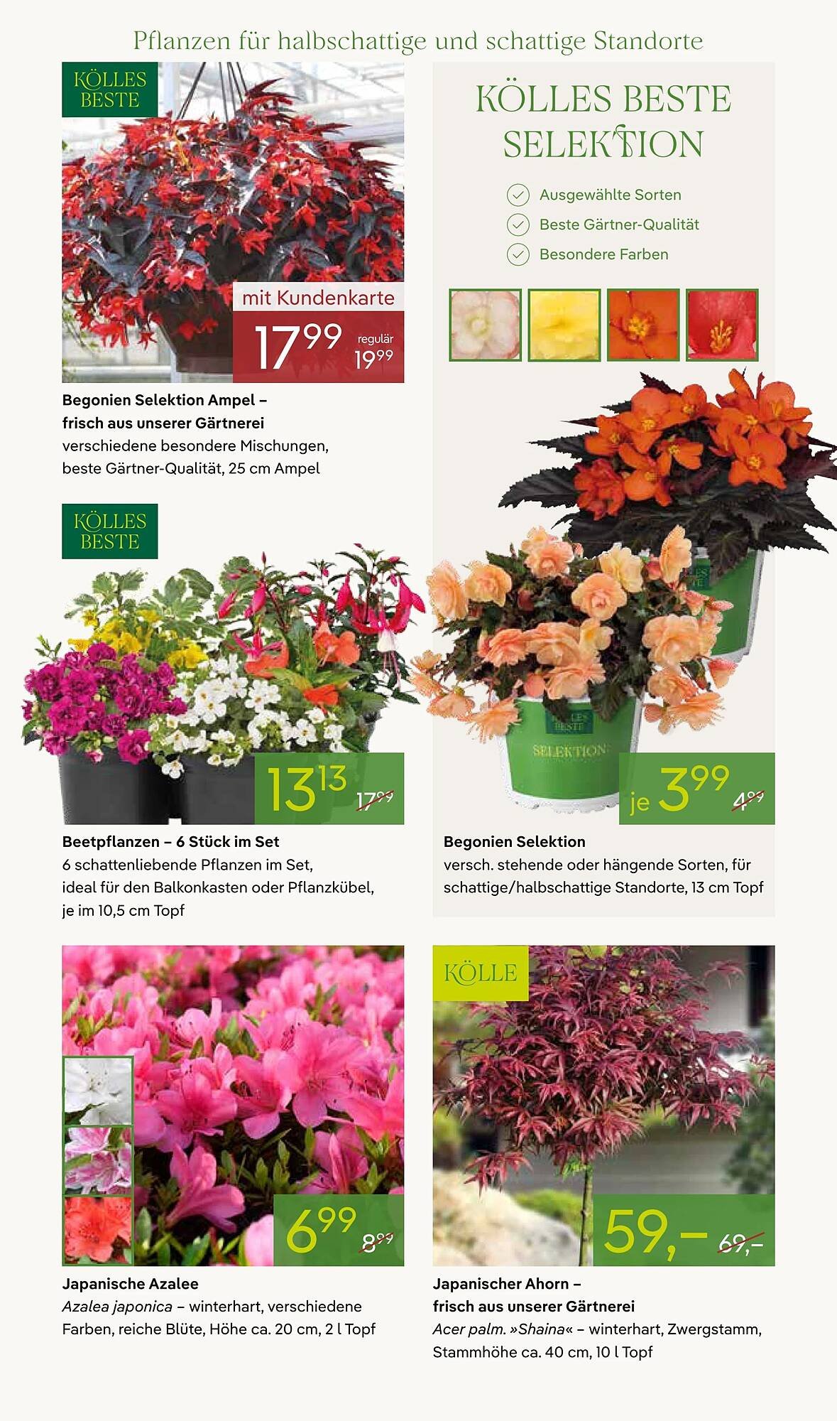 Pflanzen Kölle Prospekt