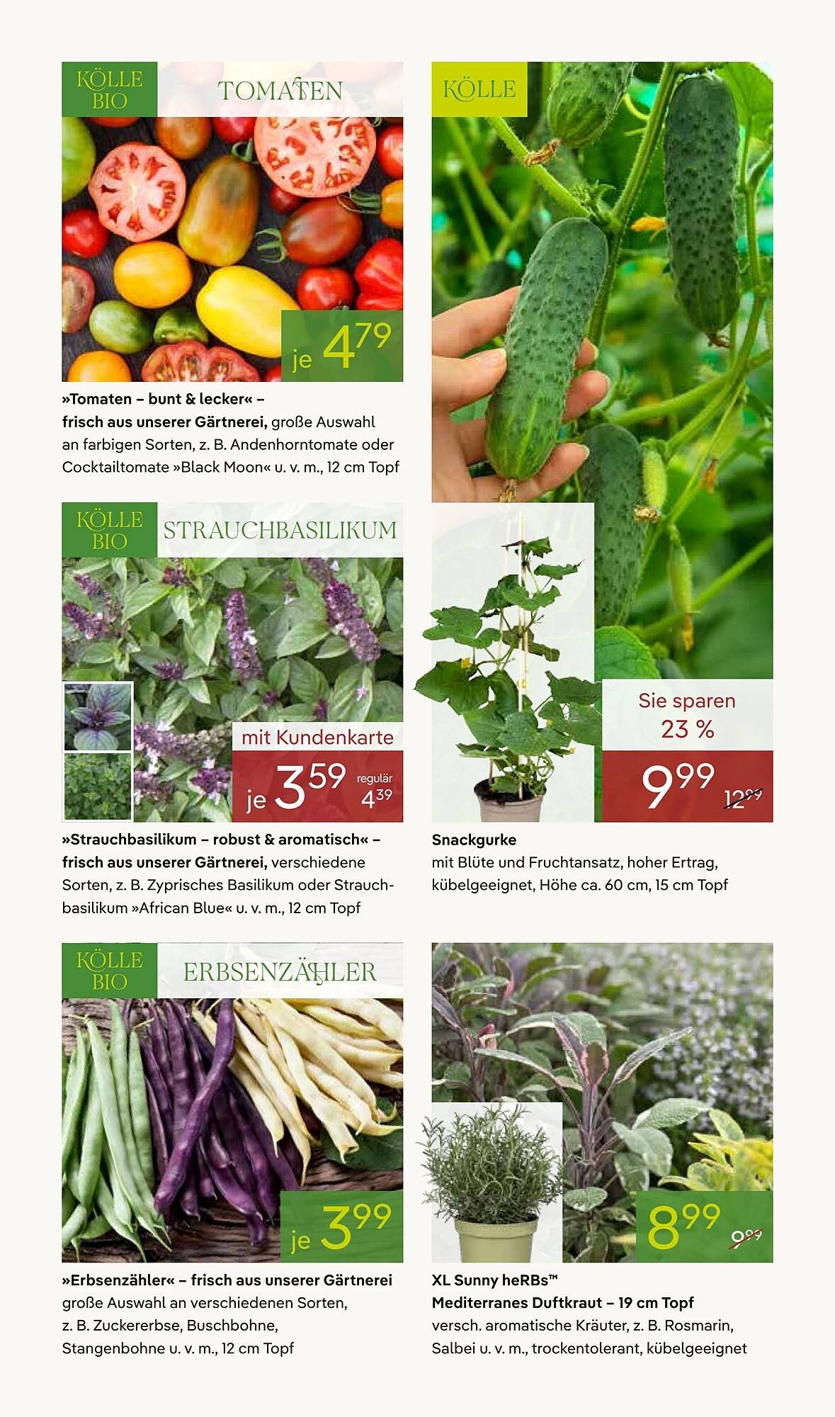 Pflanzen Kölle Prospekt