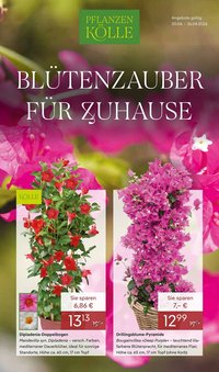 Pflanzen Kölle Prospekt