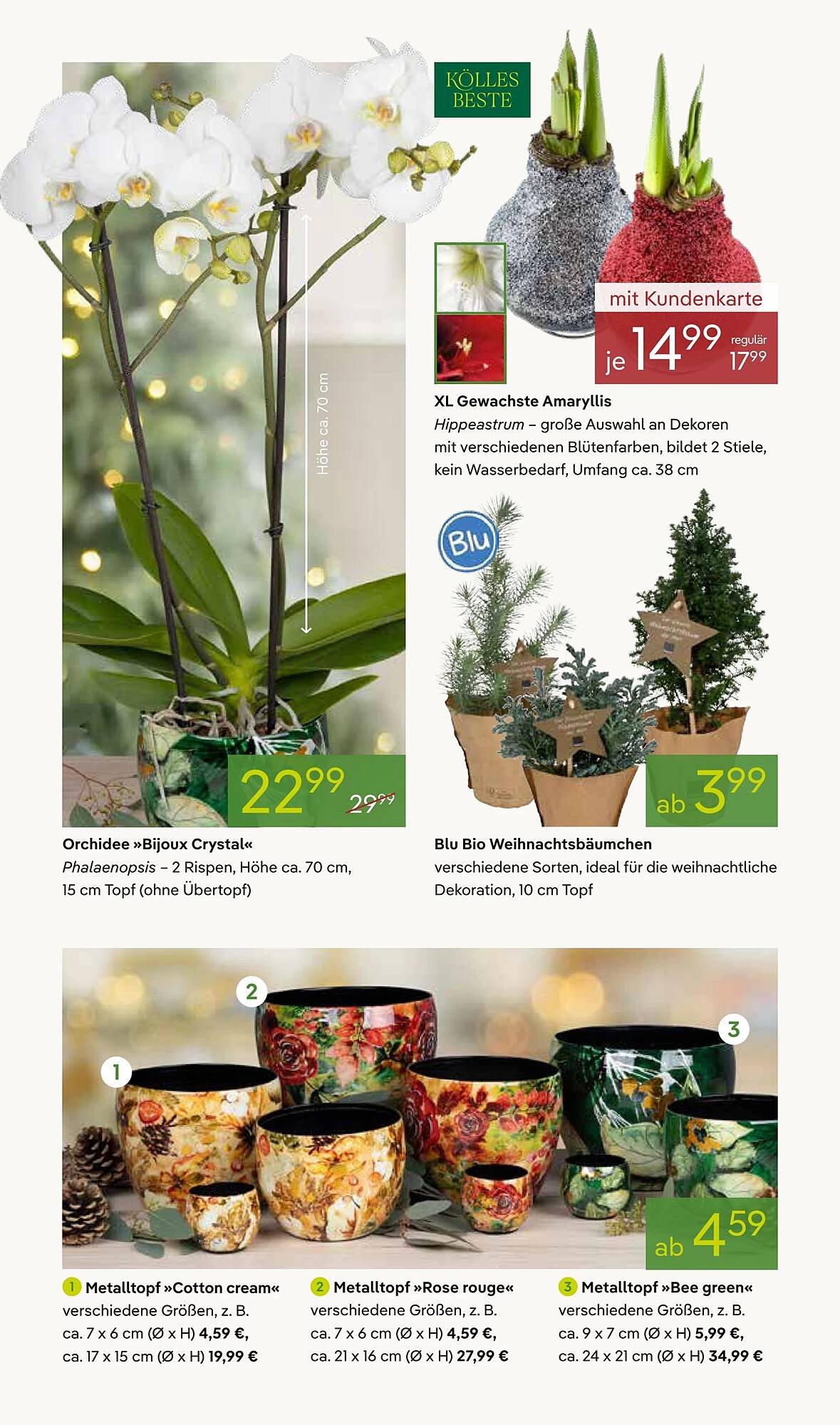 Pflanzen Kölle Prospekt (2025-12-01 - 2025-12-08)