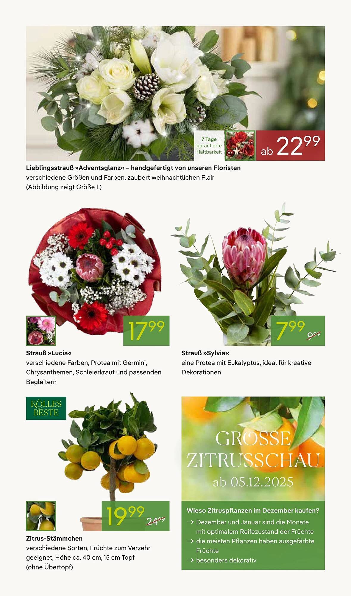Pflanzen Kölle Prospekt (2025-12-01 - 2025-12-08)
