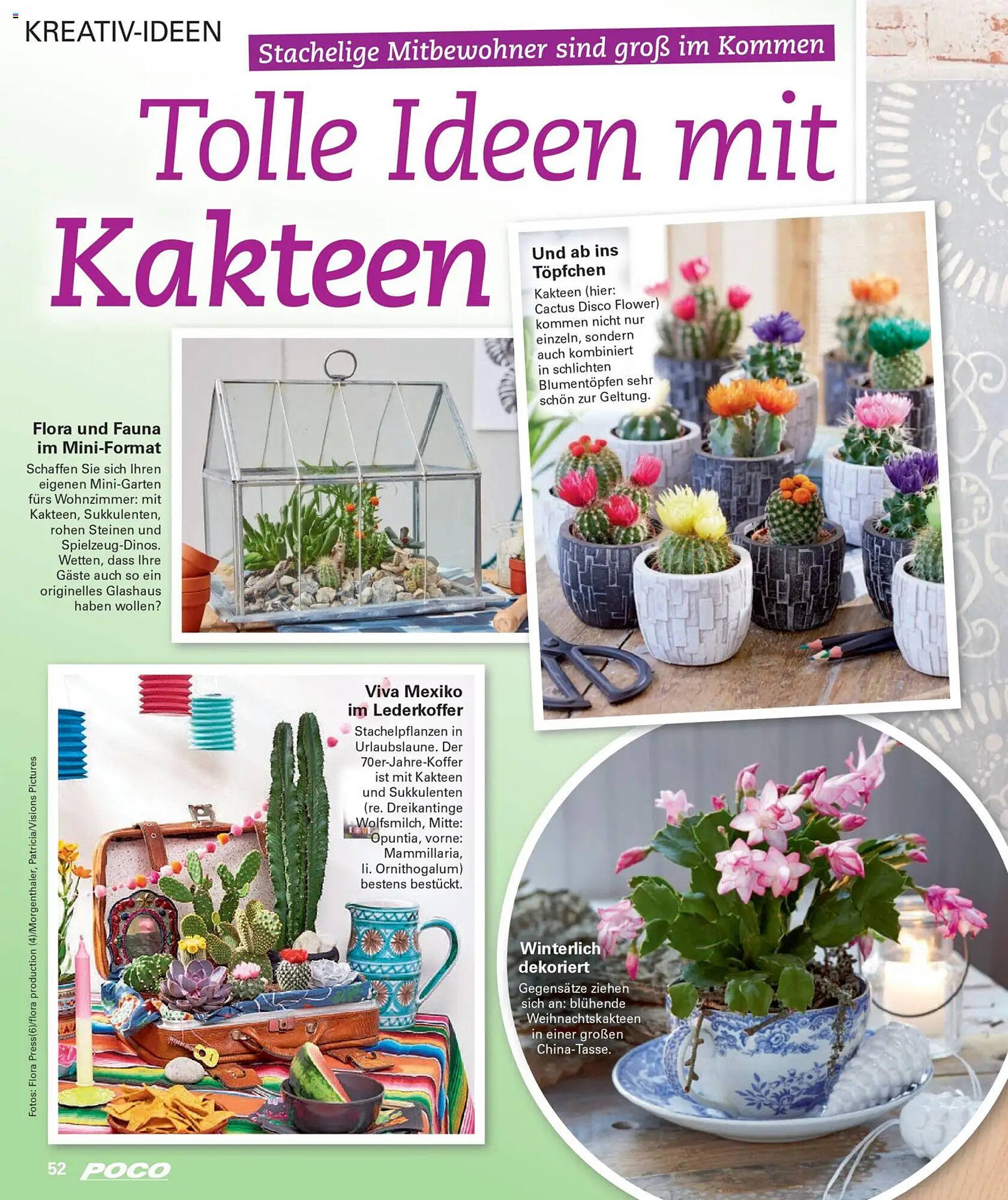 Poco Magazin (2025-12-01 - 2026-02-28)